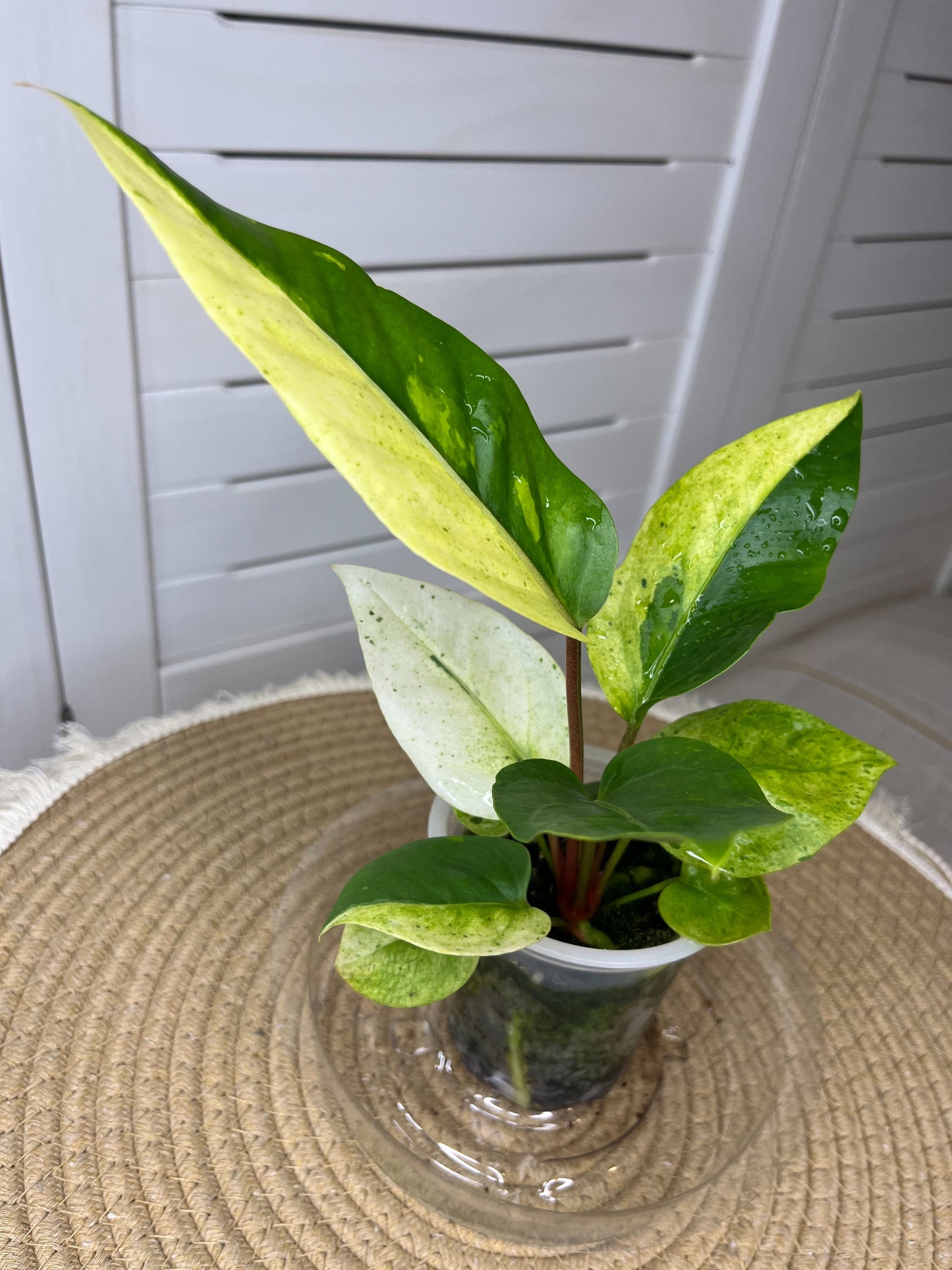 Anthurium Hookeri Variegated 10