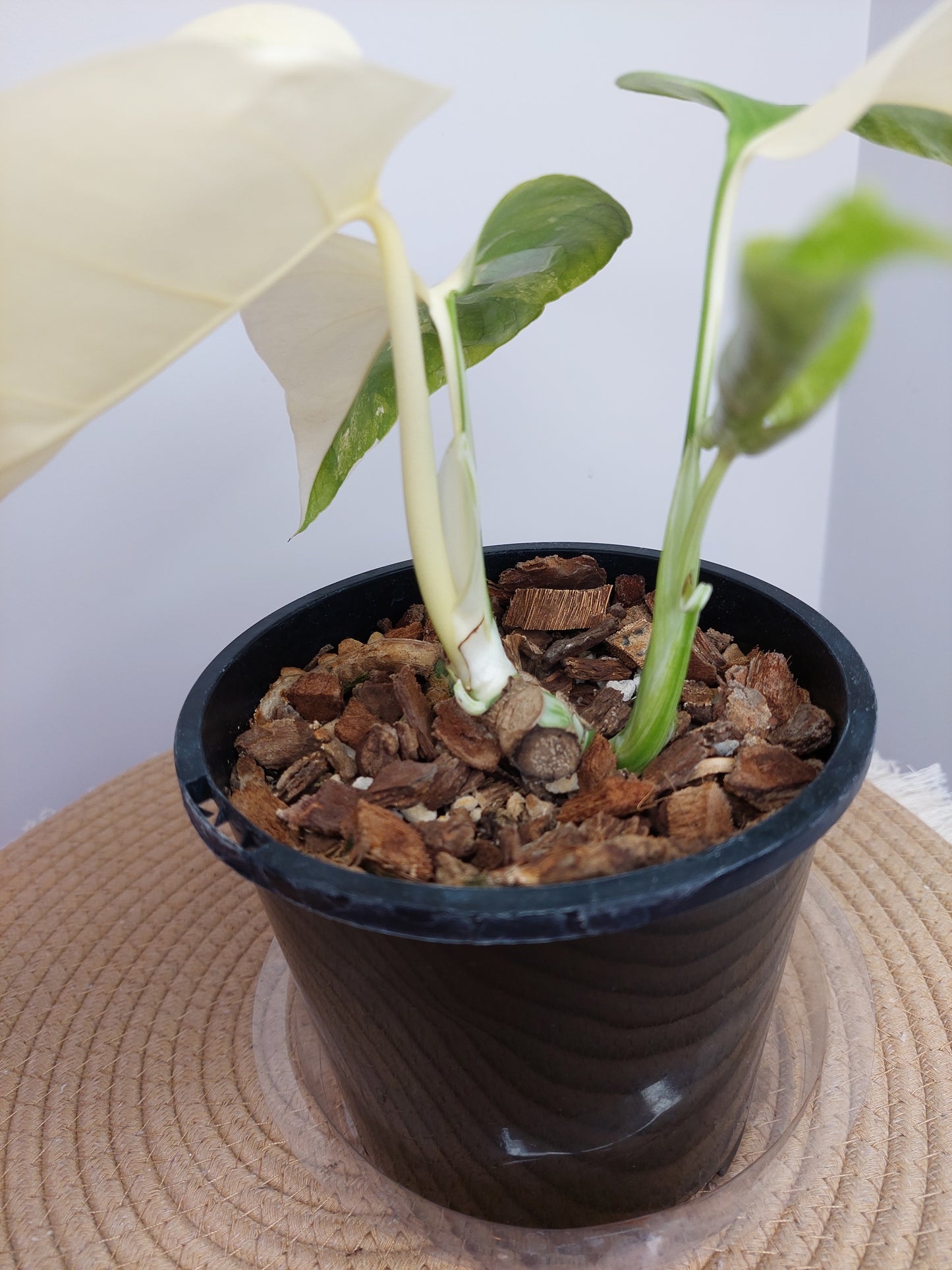 Monstera Borsigiana Albo Variegated 10 (2 Heads)
