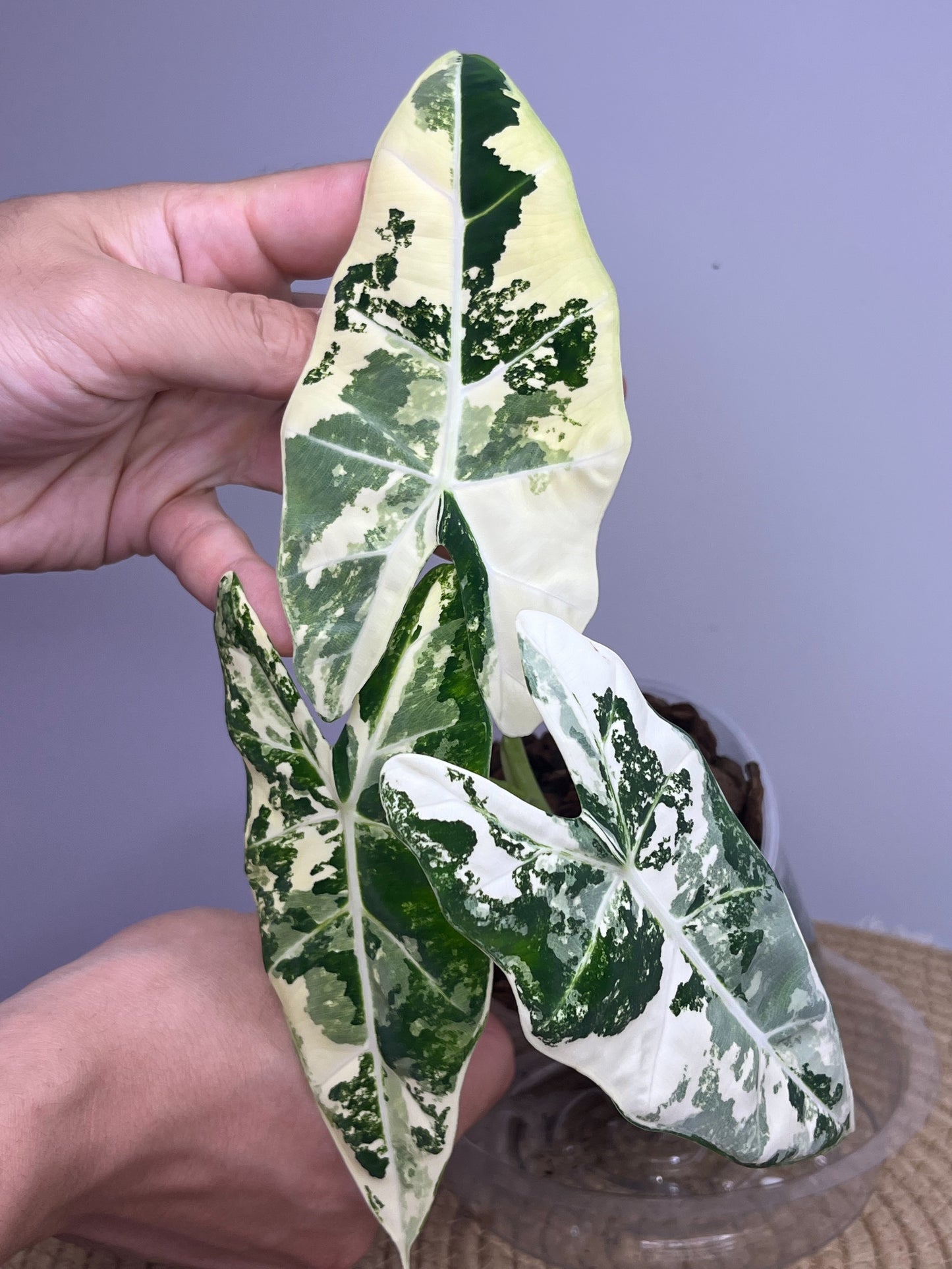 Alocasia Frydek Variegated 1