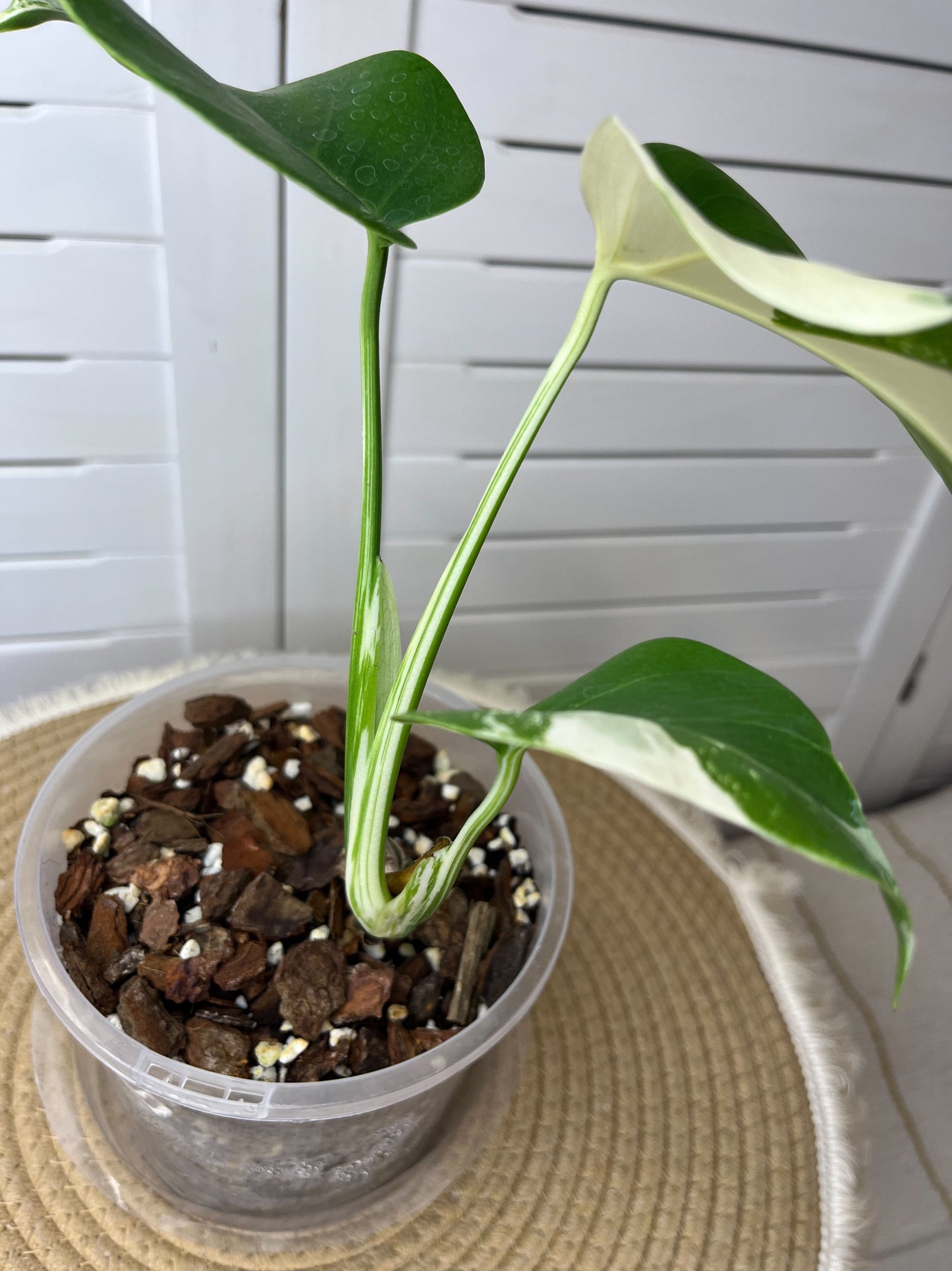 Monstera Borsigiana Albo Variegated 10