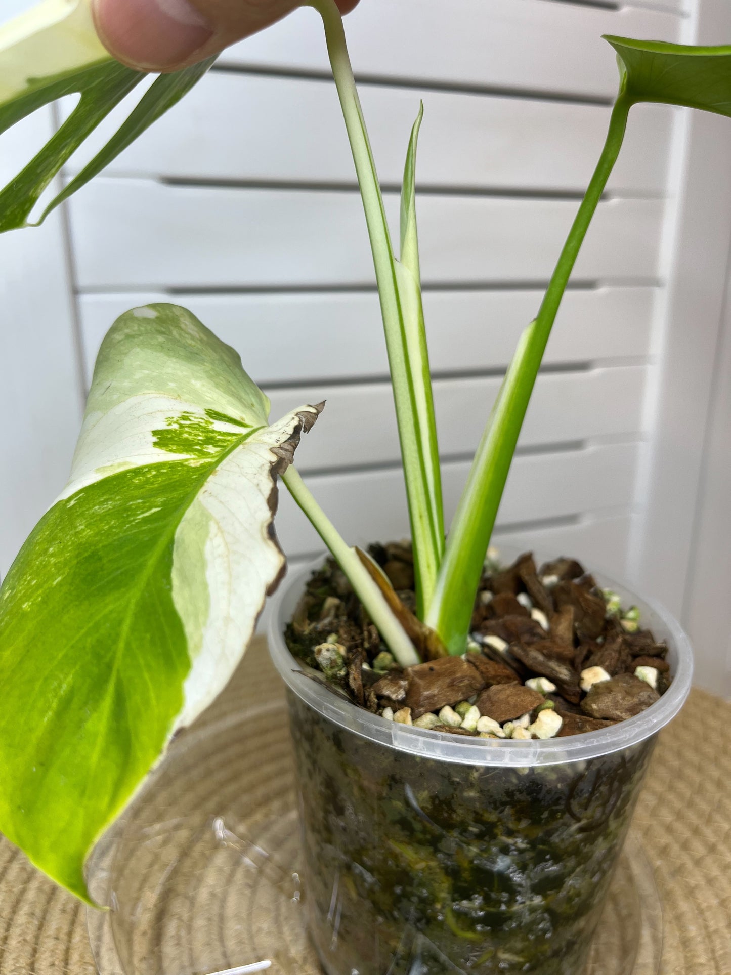 Monstera Borsigiana Albo Variegated 10