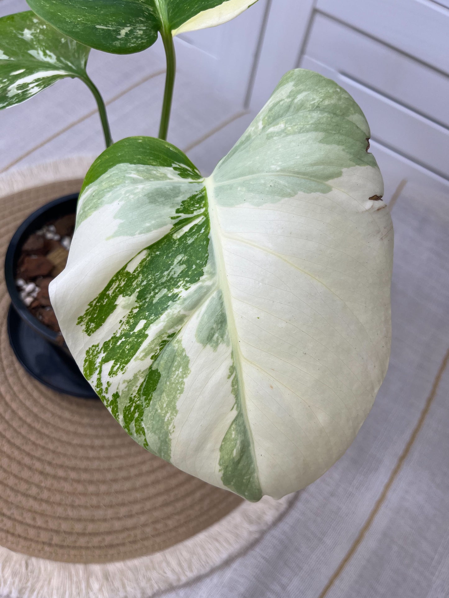 Monstera Borsigiana Albo Variegated 9
