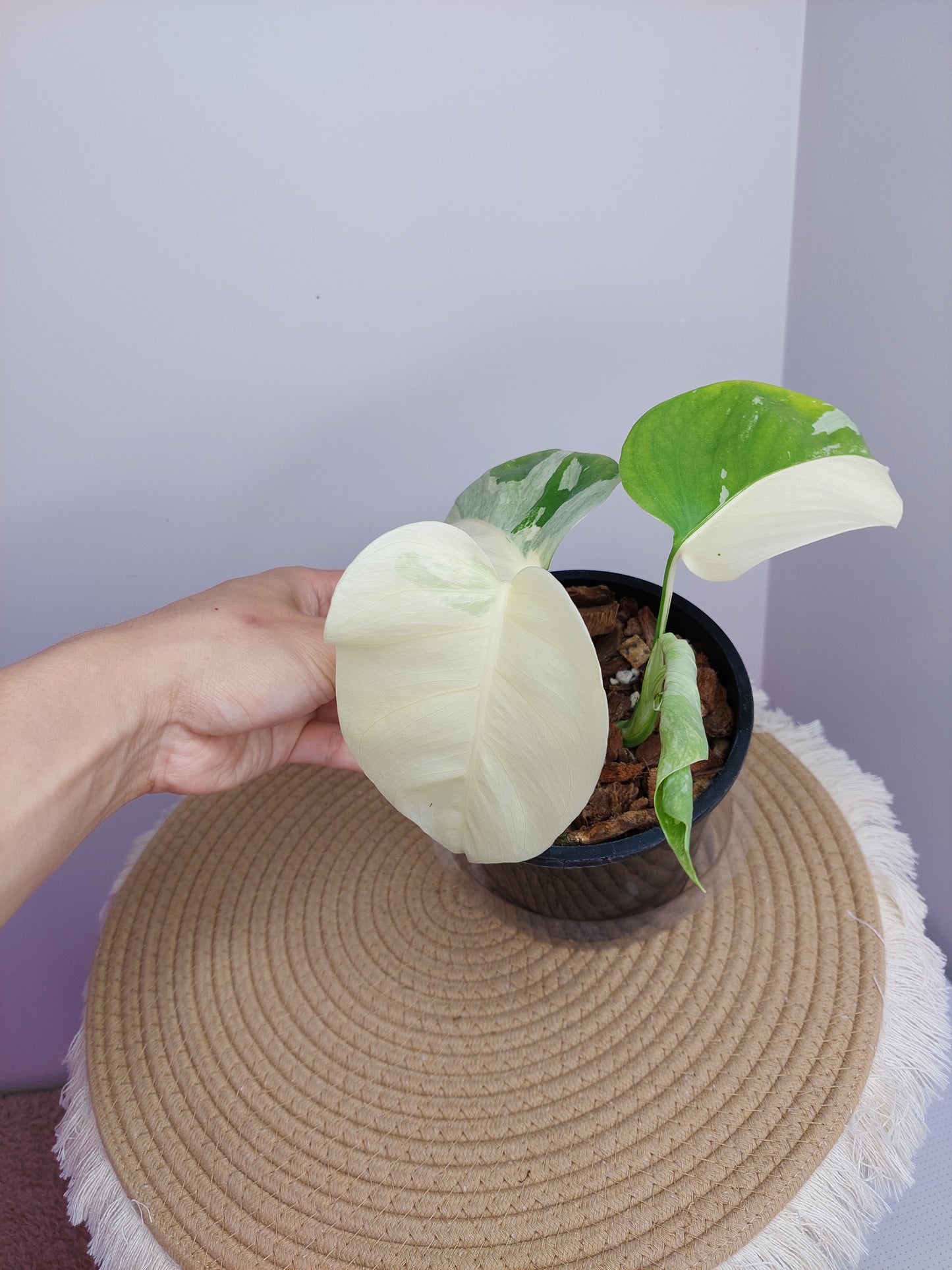 Monstera Borsigiana Albo Variegated 10 (2 Heads)