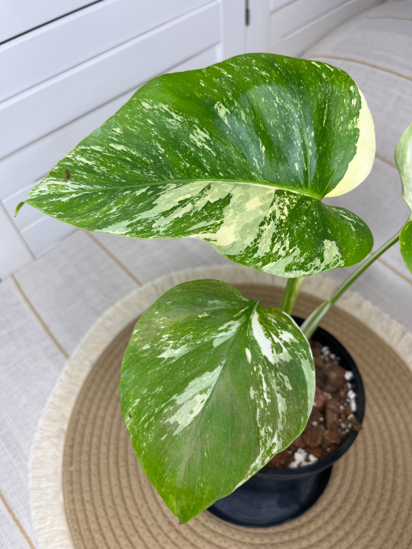 Monstera Borsigiana Albo Variegated 9