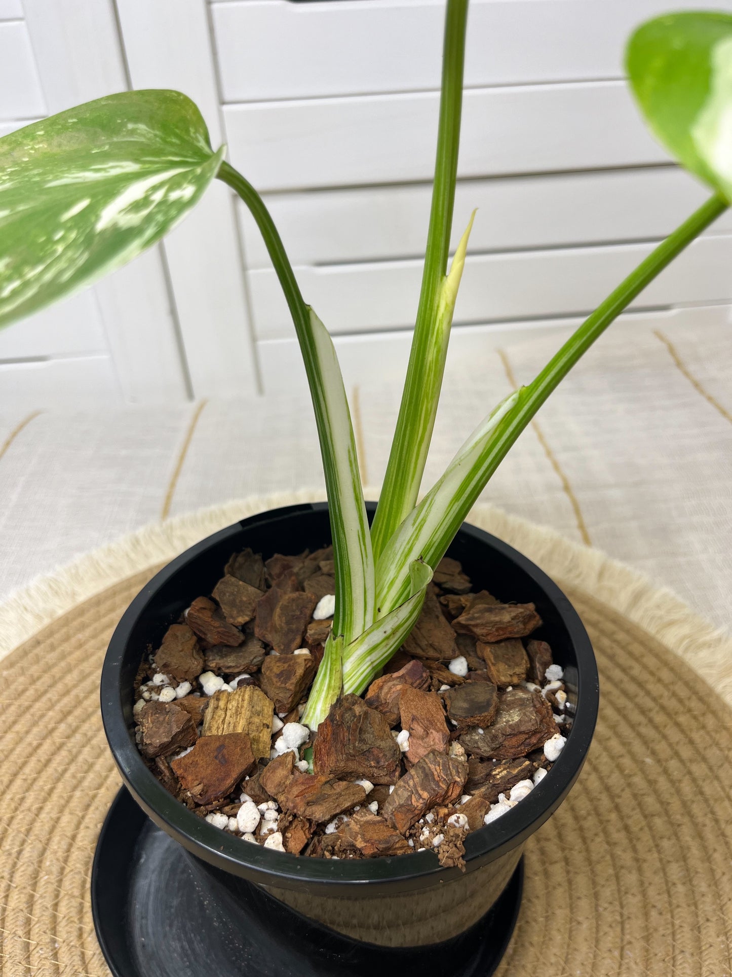 Monstera Borsigiana Albo Variegated 9