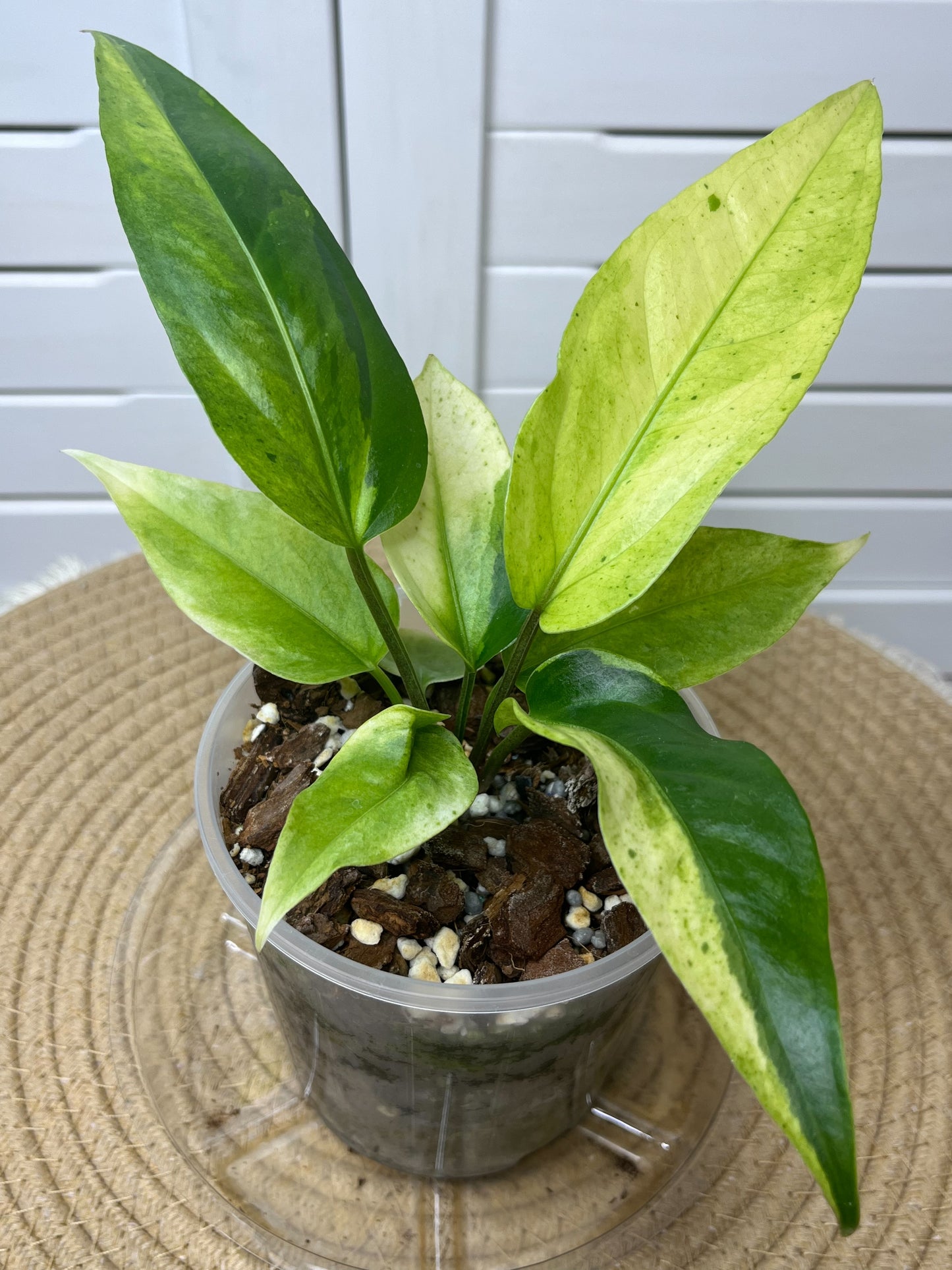Anthurium Hookeri Variegated 10