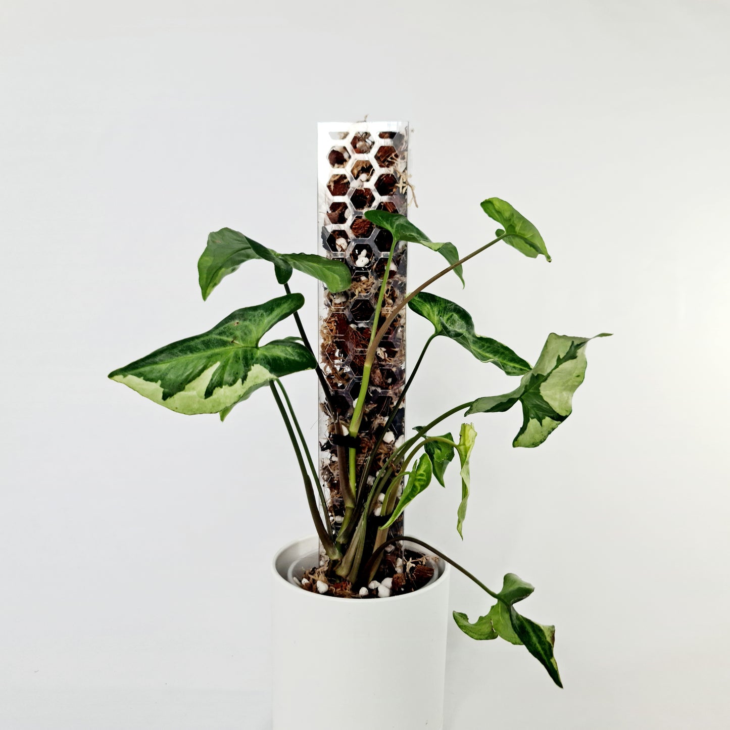 PlantThingy Aroid Media Pole - Mini / Small / Medium / Large