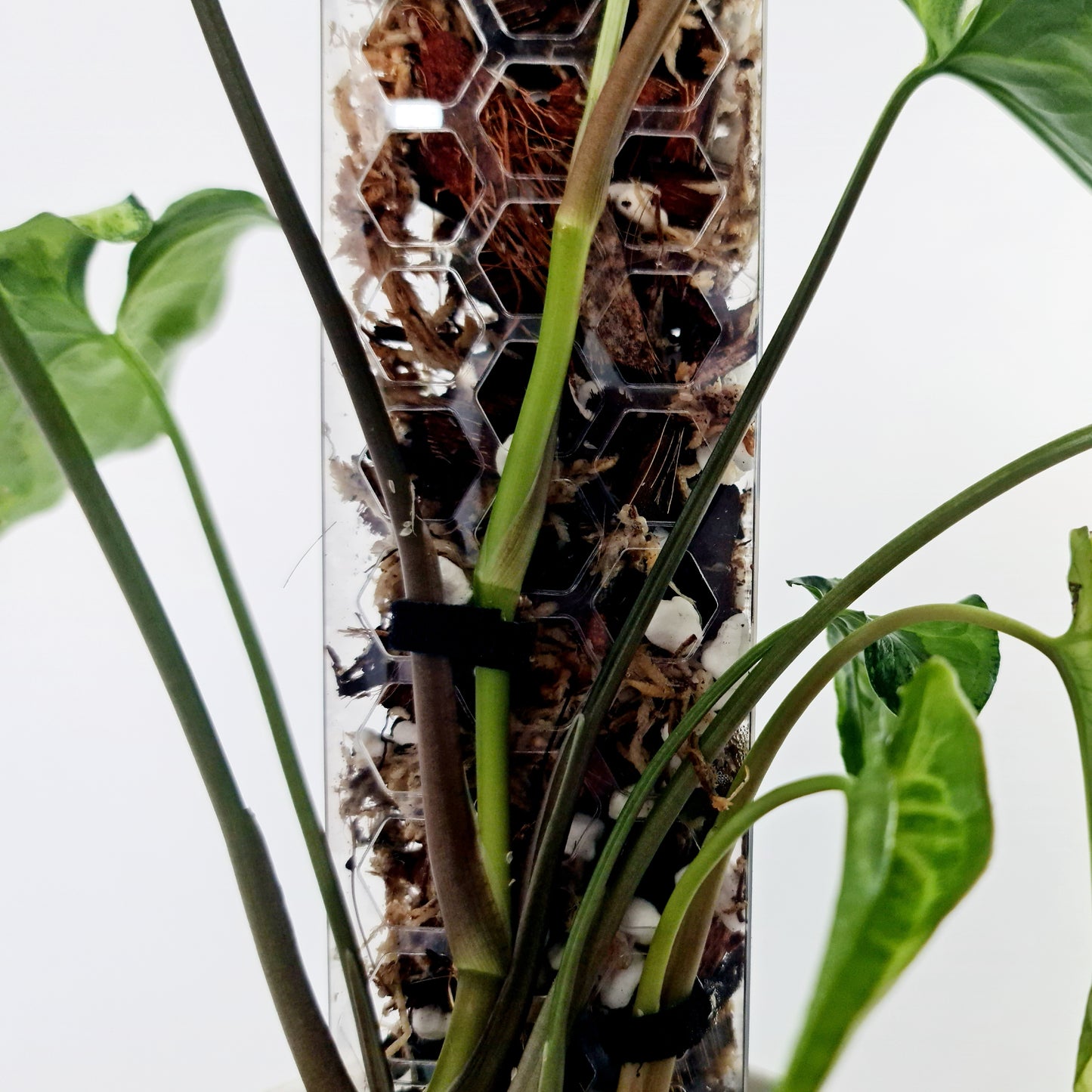 PlantThingy Aroid Media Pole - Mini / Small / Medium / Large