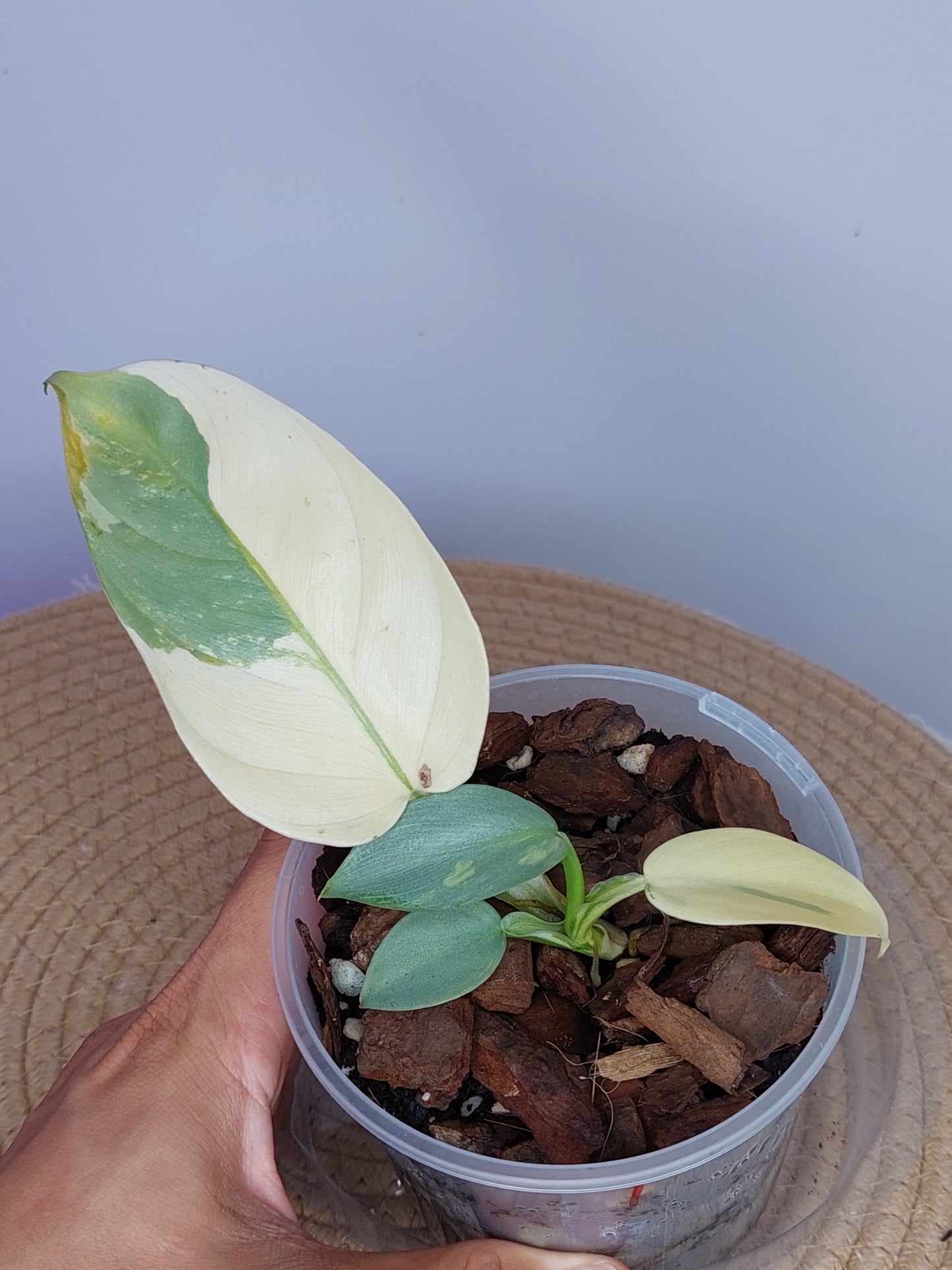 Philodendron Silver Sword Variegated 1