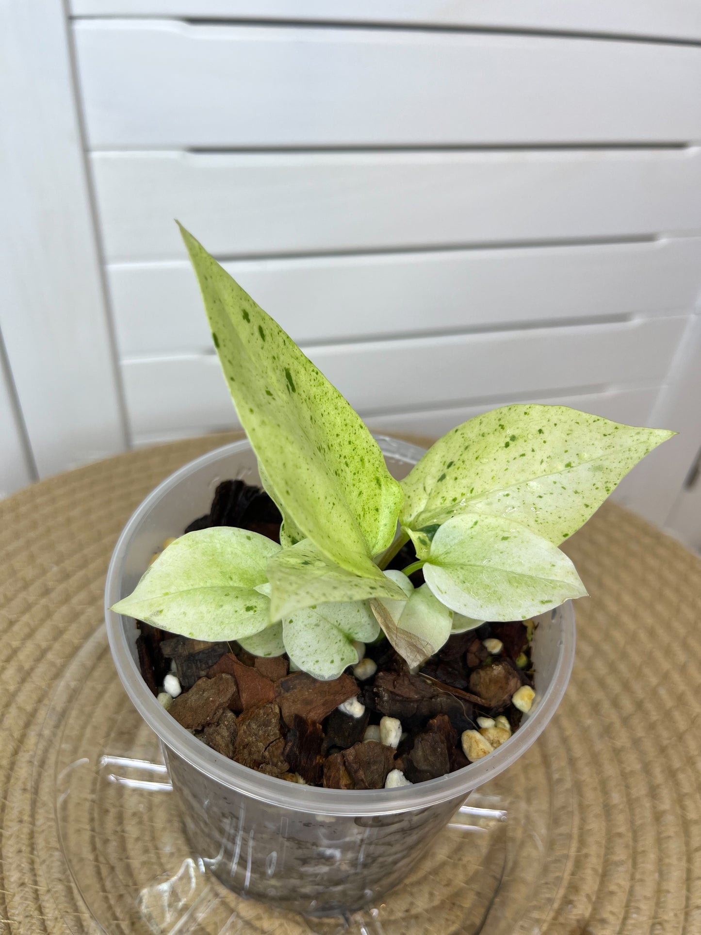 Anthurium Hookeri Variegated 10