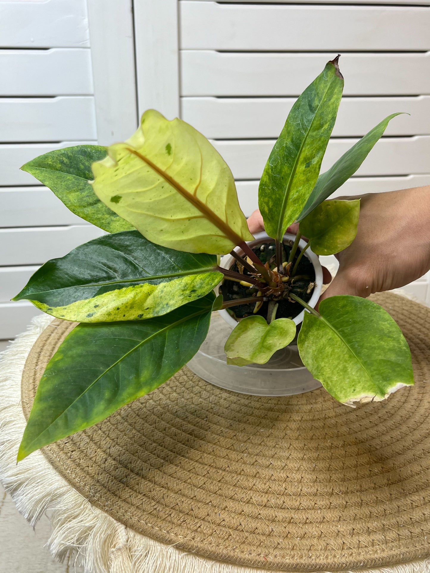 Anthurium Hookeri Variegated (10)