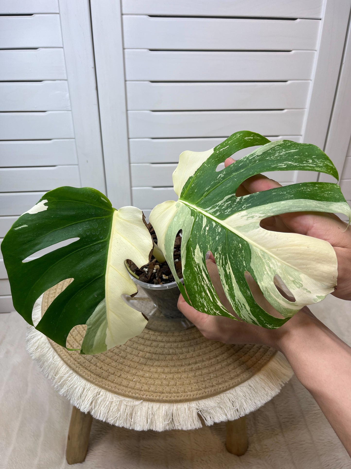 Monstera Borsigiana Albo Variegated J