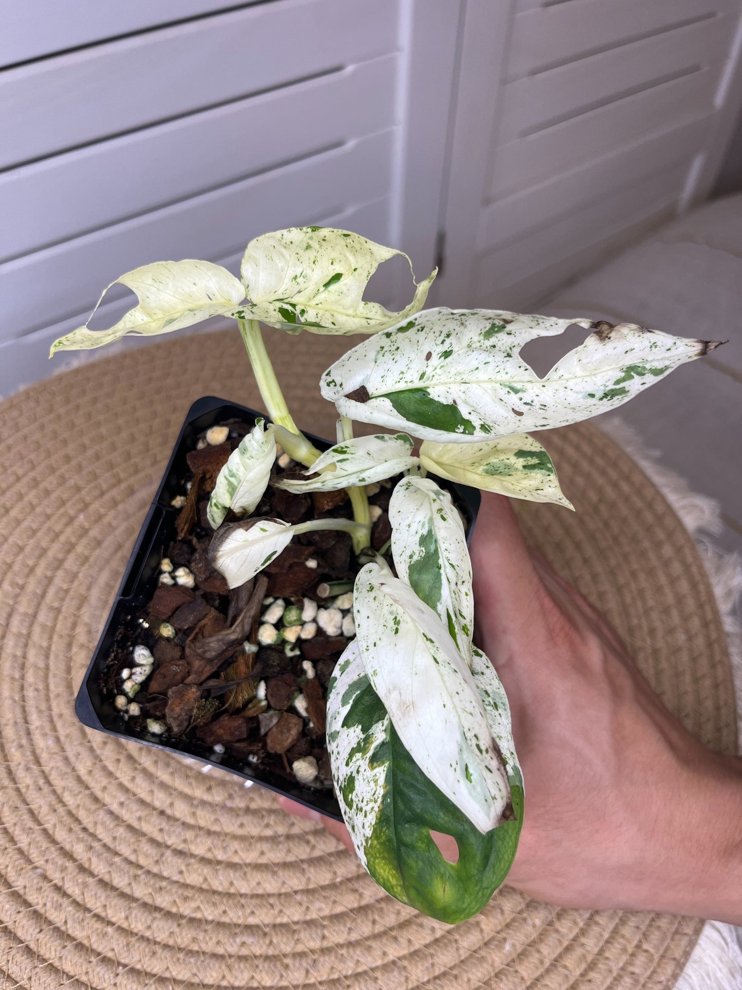 Epipremnum Pinnatum Marble (10)