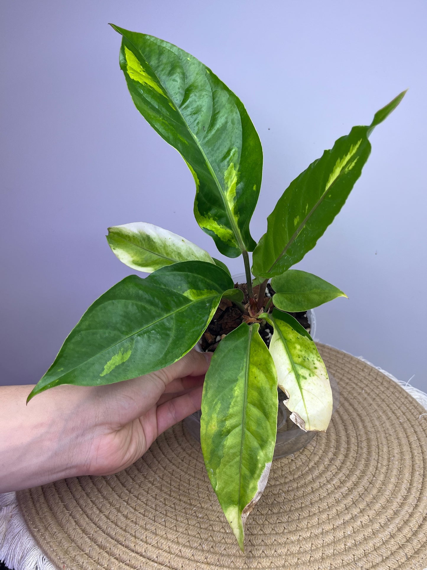 Anthurium Hookeri Variegated 10