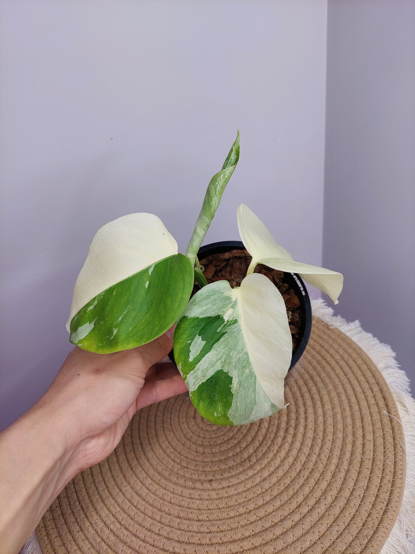 Monstera Borsigiana Albo Variegated 10 (2 Heads)