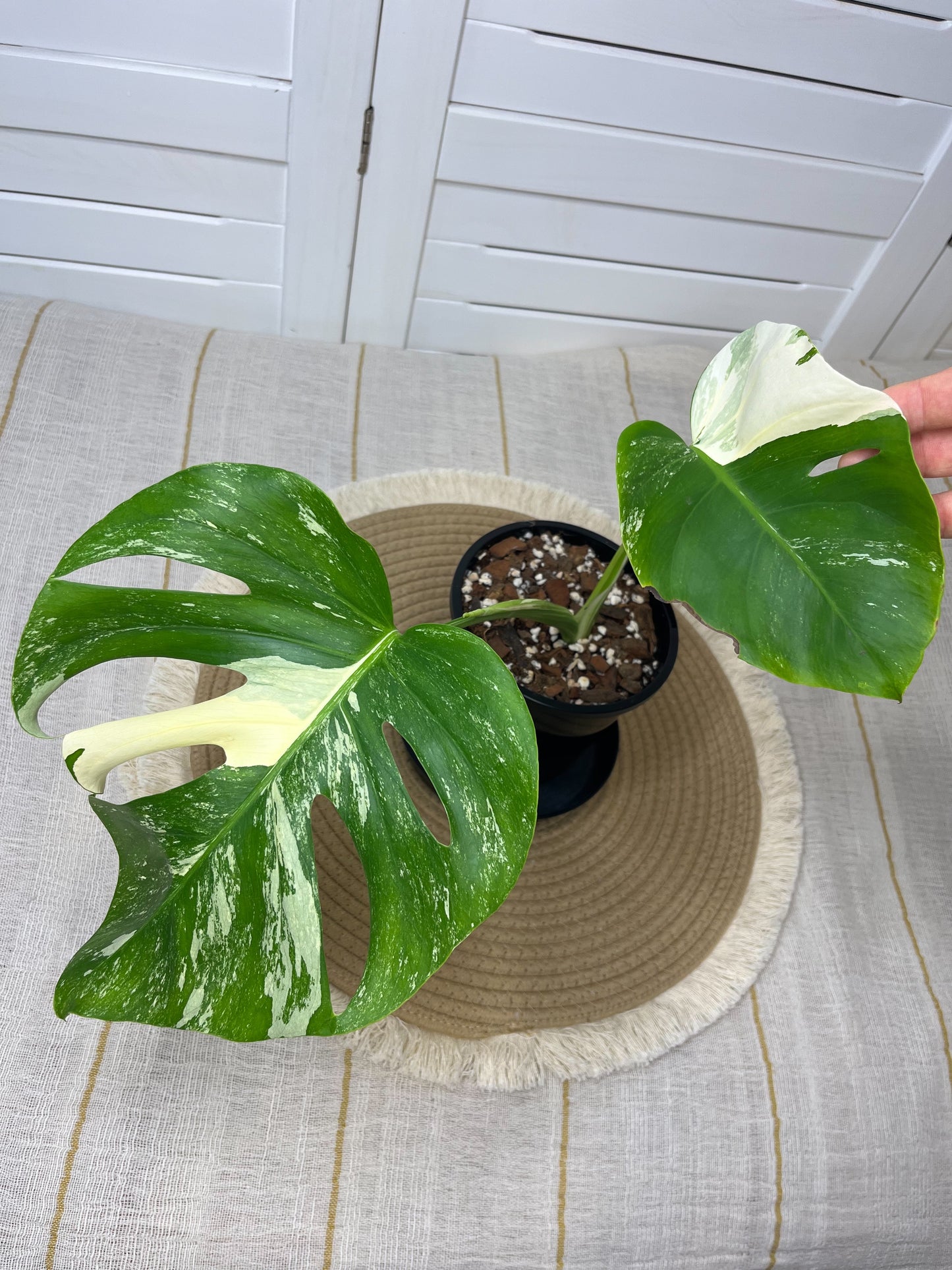 Monstera Borsigiana Albo Variegated 10