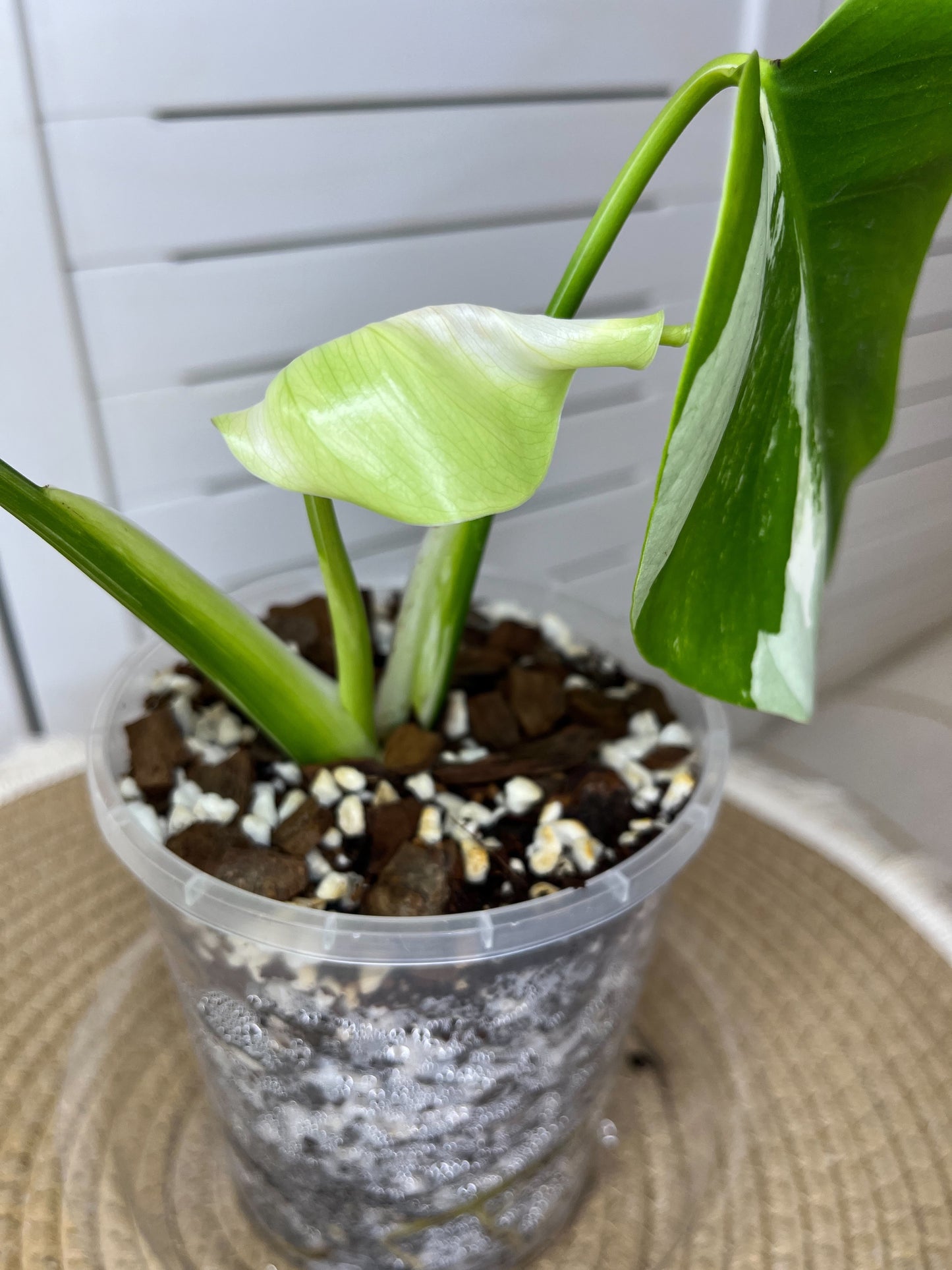 Monstera Borsigiana Albo Variegated 11