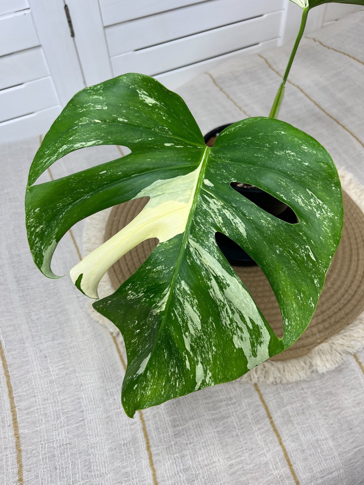 Monstera Borsigiana Albo Variegated 10