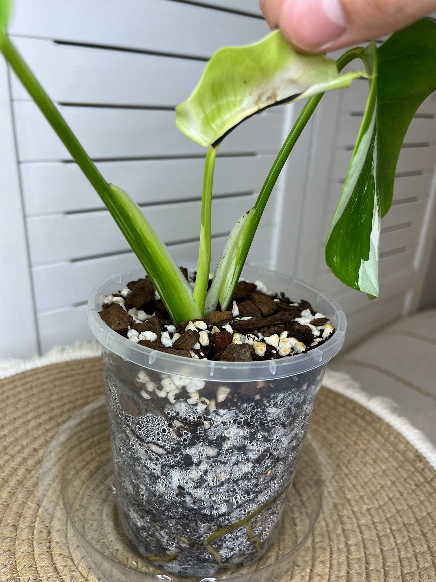 Monstera Borsigiana Albo Variegated 11