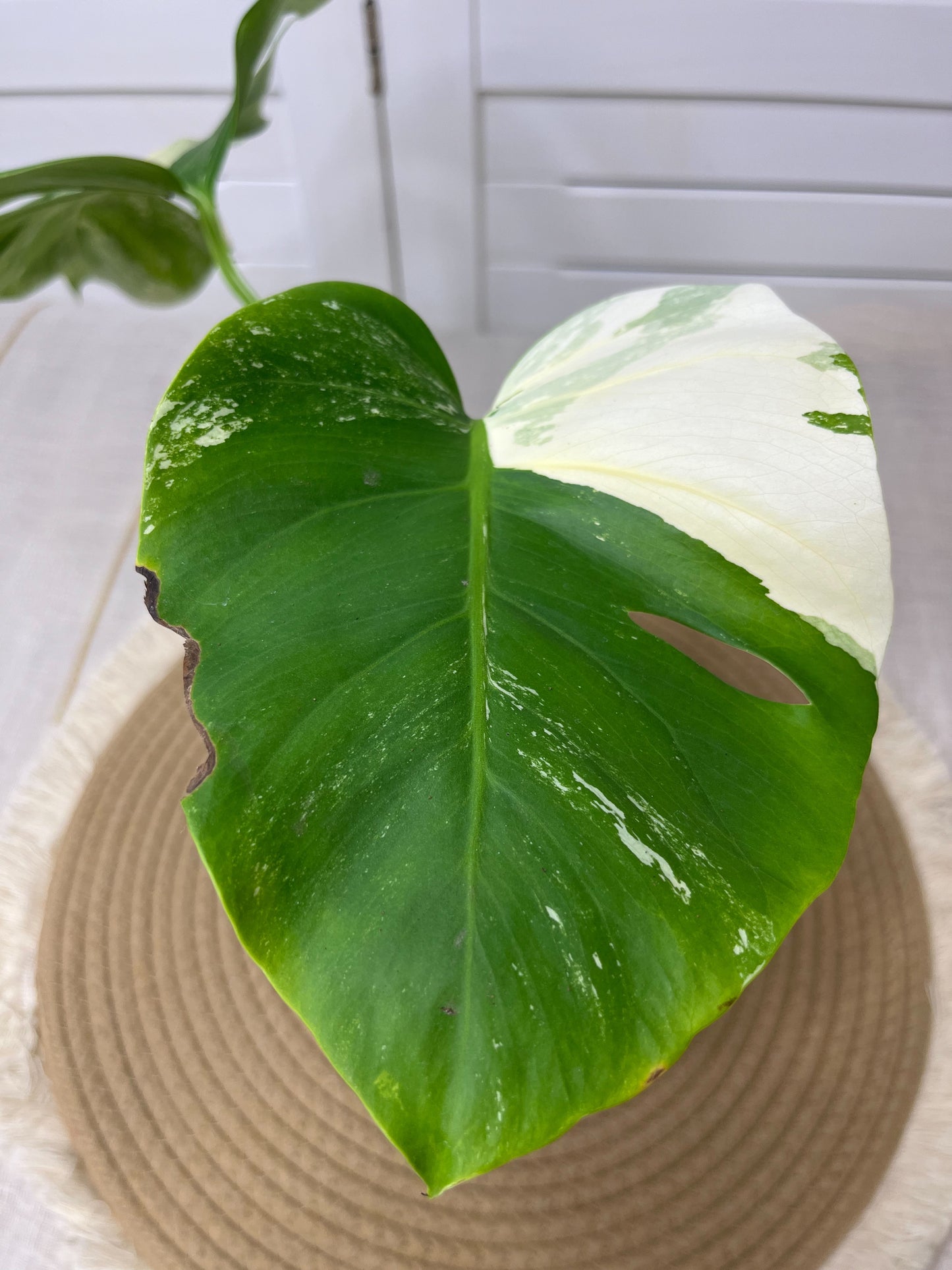 Monstera Borsigiana Albo Variegated 10