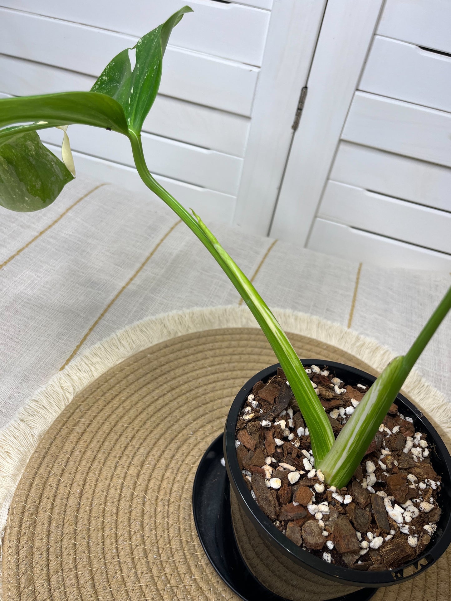 Monstera Borsigiana Albo Variegated 10