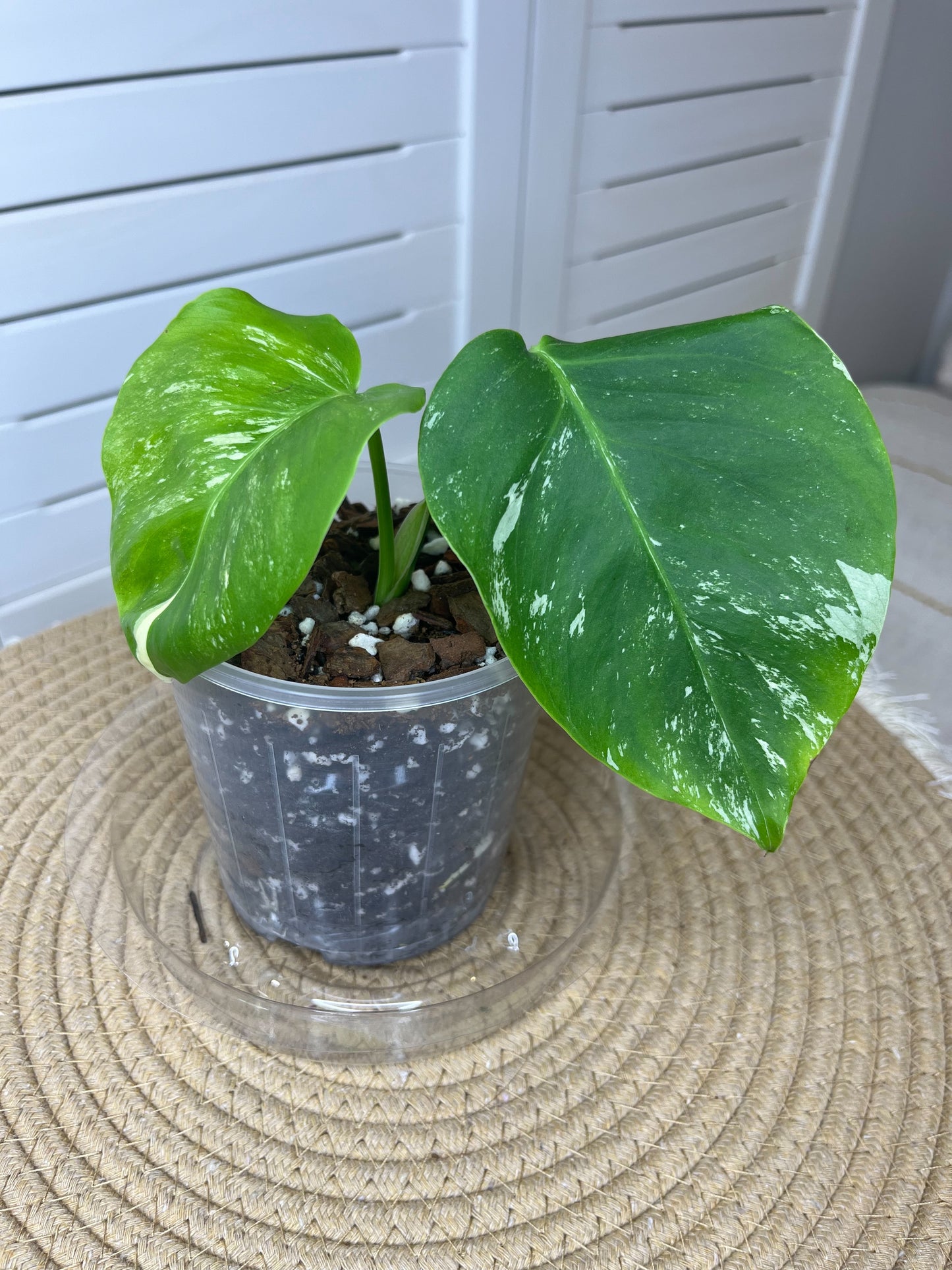 Monstera Borsigiana Albo Variegated (11)