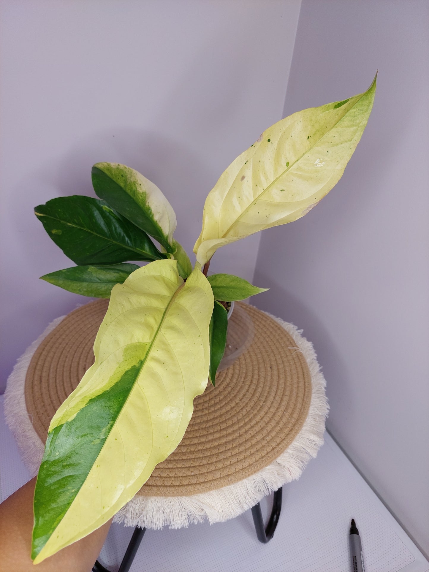 Anthurium Hookeri Variegated 1