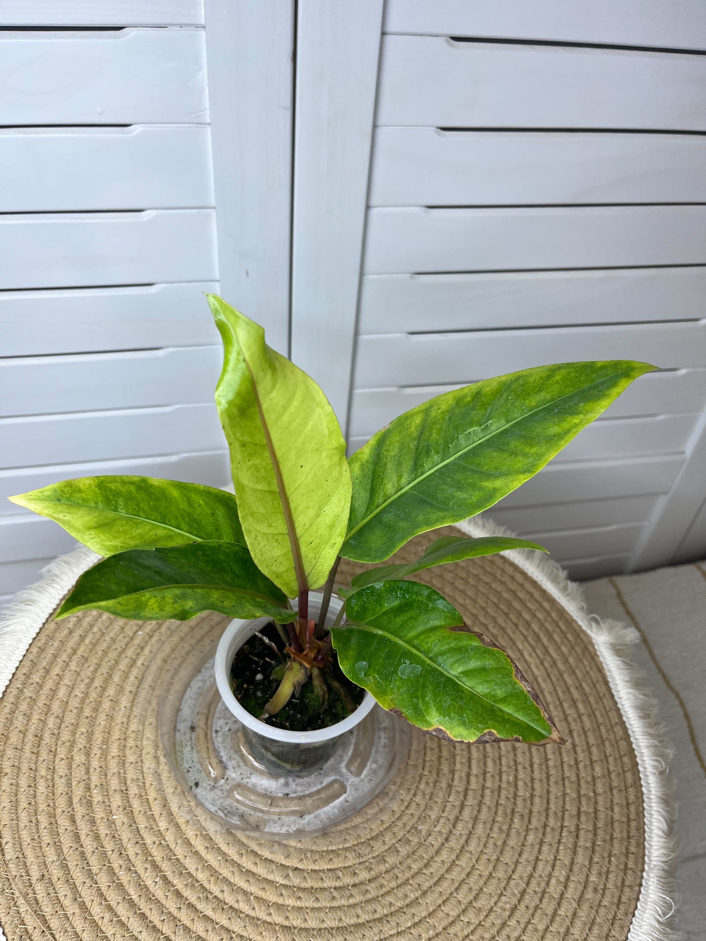 Anthurium Hookeri Variegated 11
