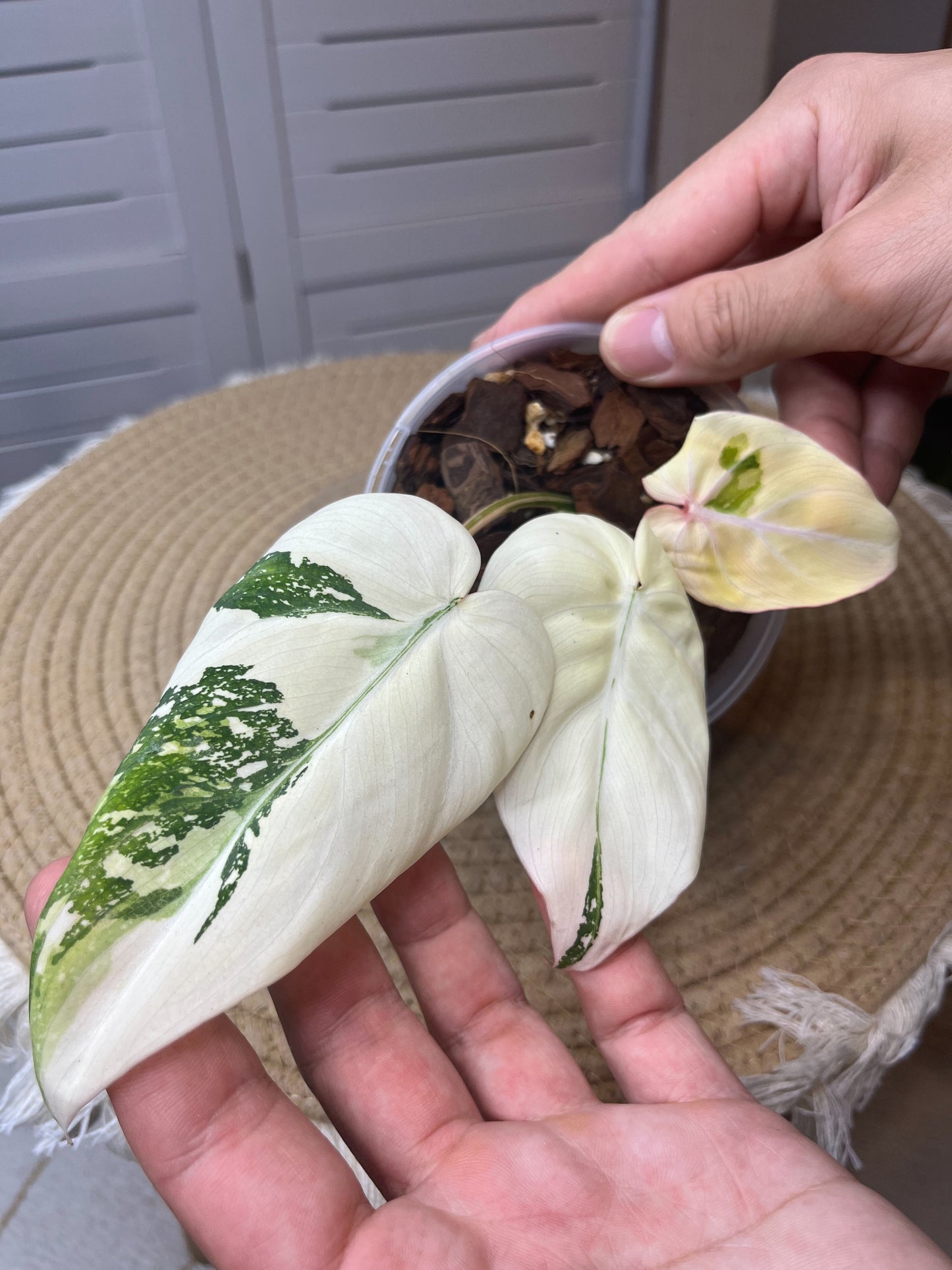 Philodendron Gloriosum Variegated 1