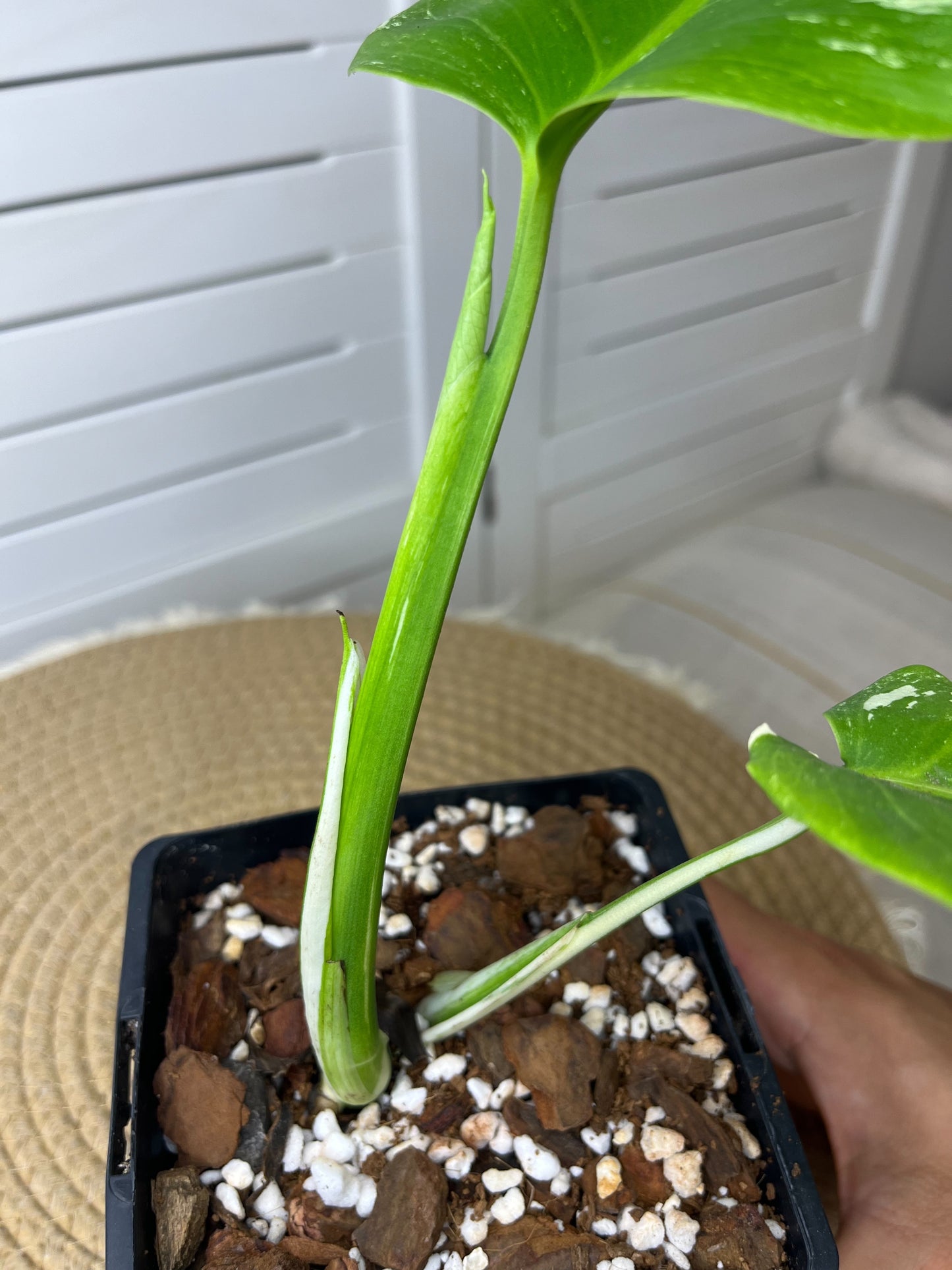 Monstera Borsigiana Albo Variegated 12