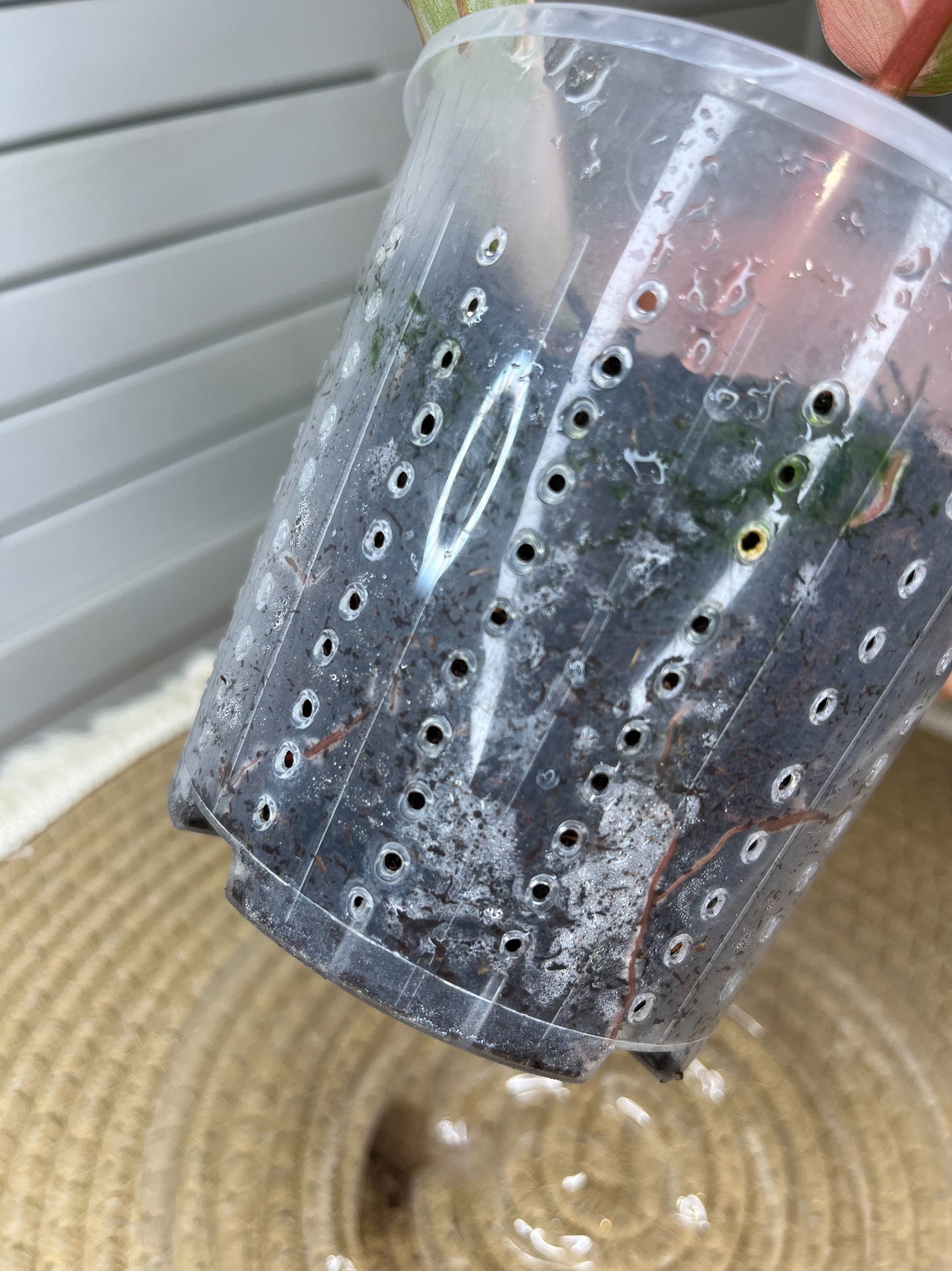 Philodendron Caramel Marble Highly Variegated 1(Well Rooted)