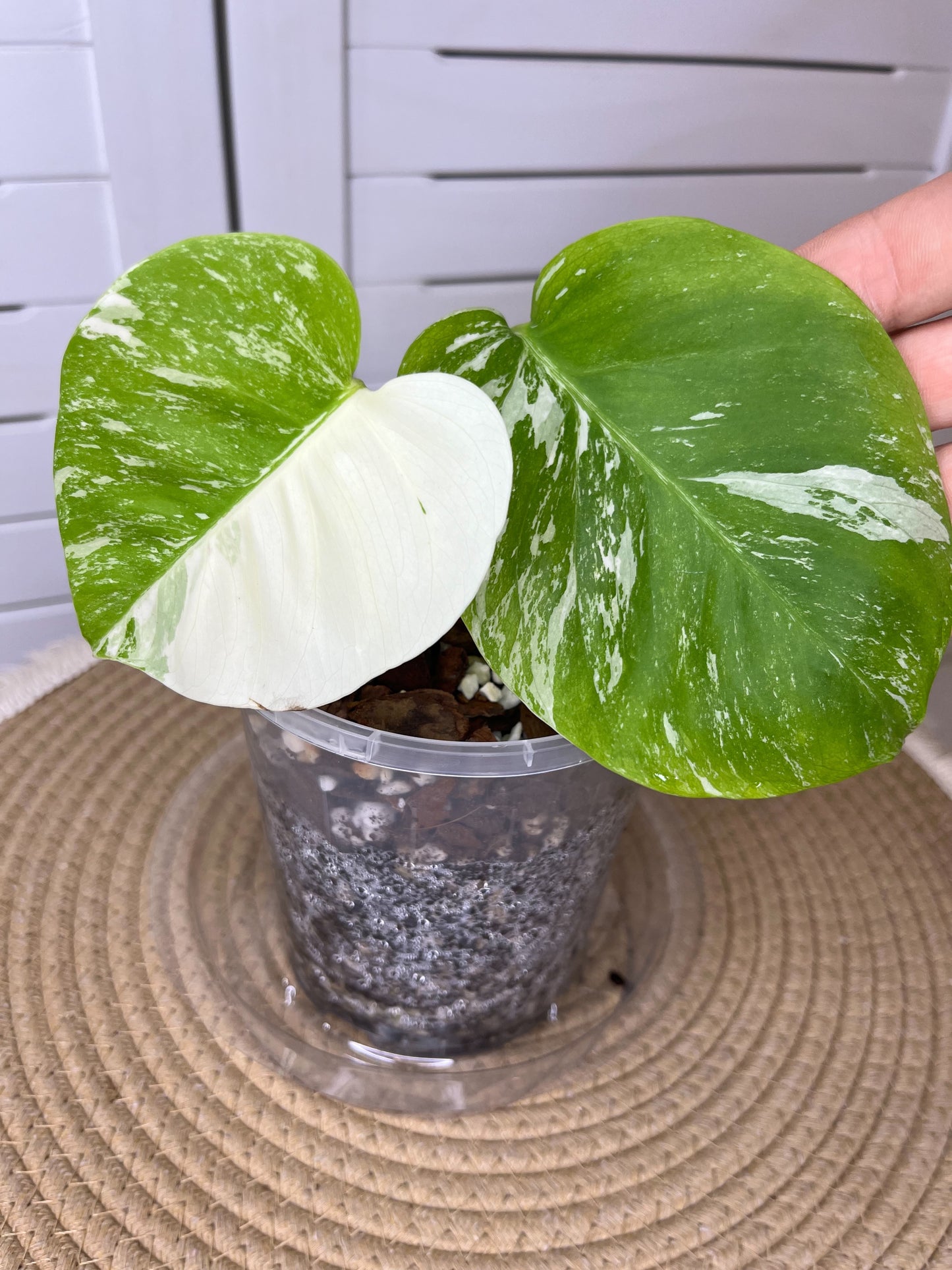 Monstera Borsigiana Albo Half moon Variegated 12