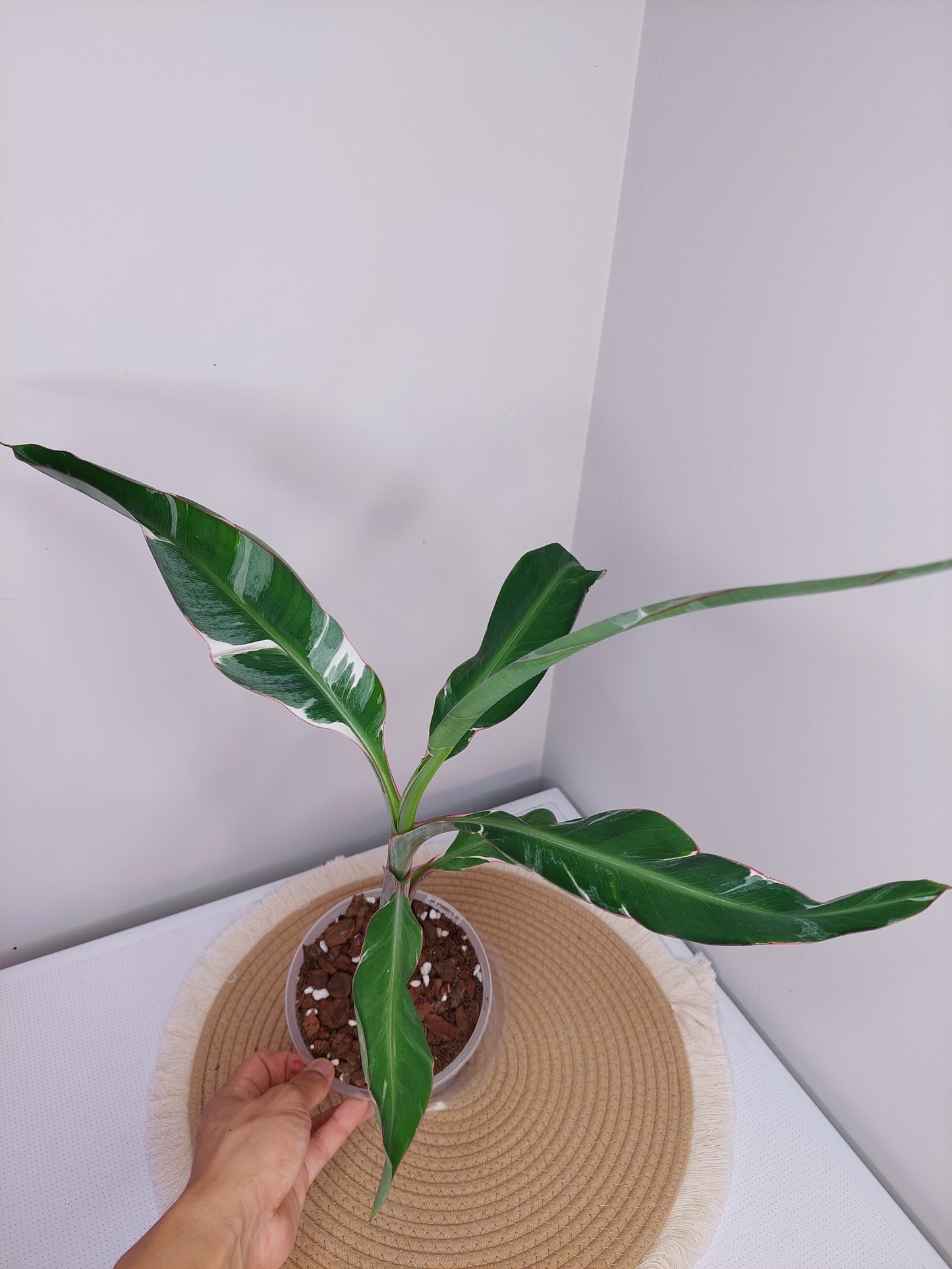 Banana Variegated 1