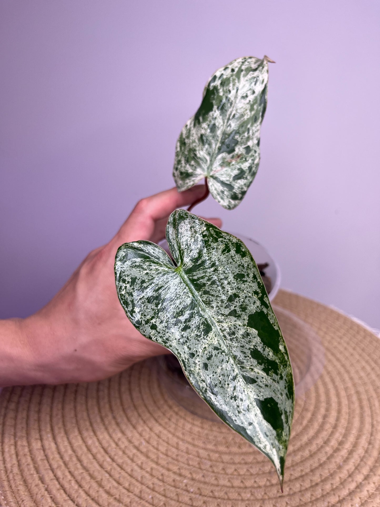 Philodendron Imbe Variegated 1