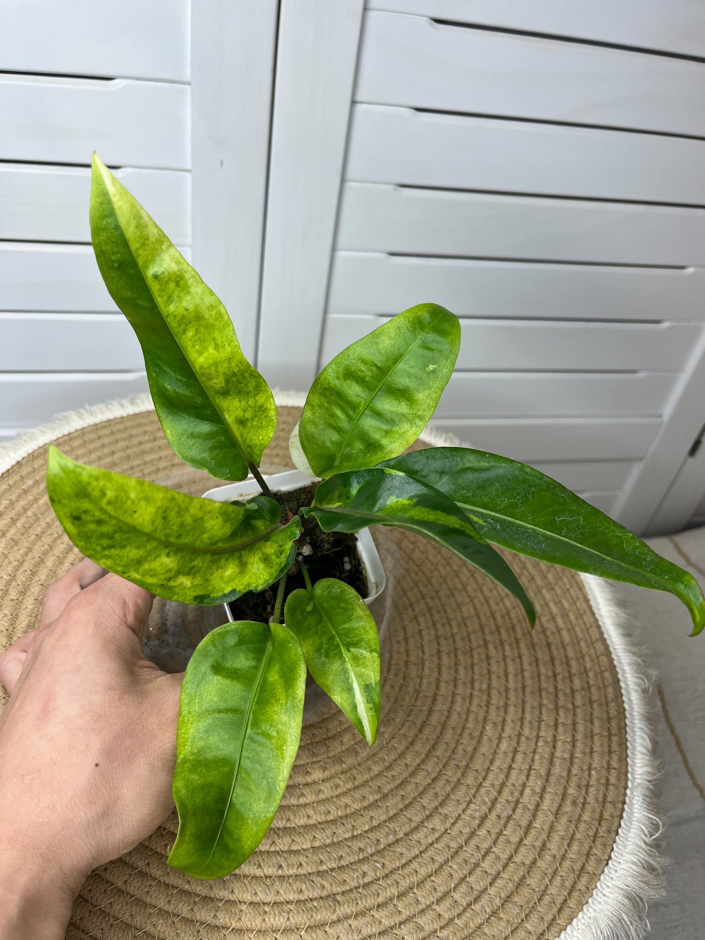 Anthurium Hookeri Variegated 12