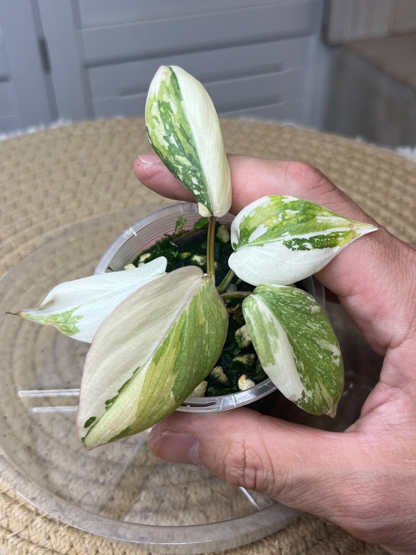 Philodendron Gloriosum Variegated -2