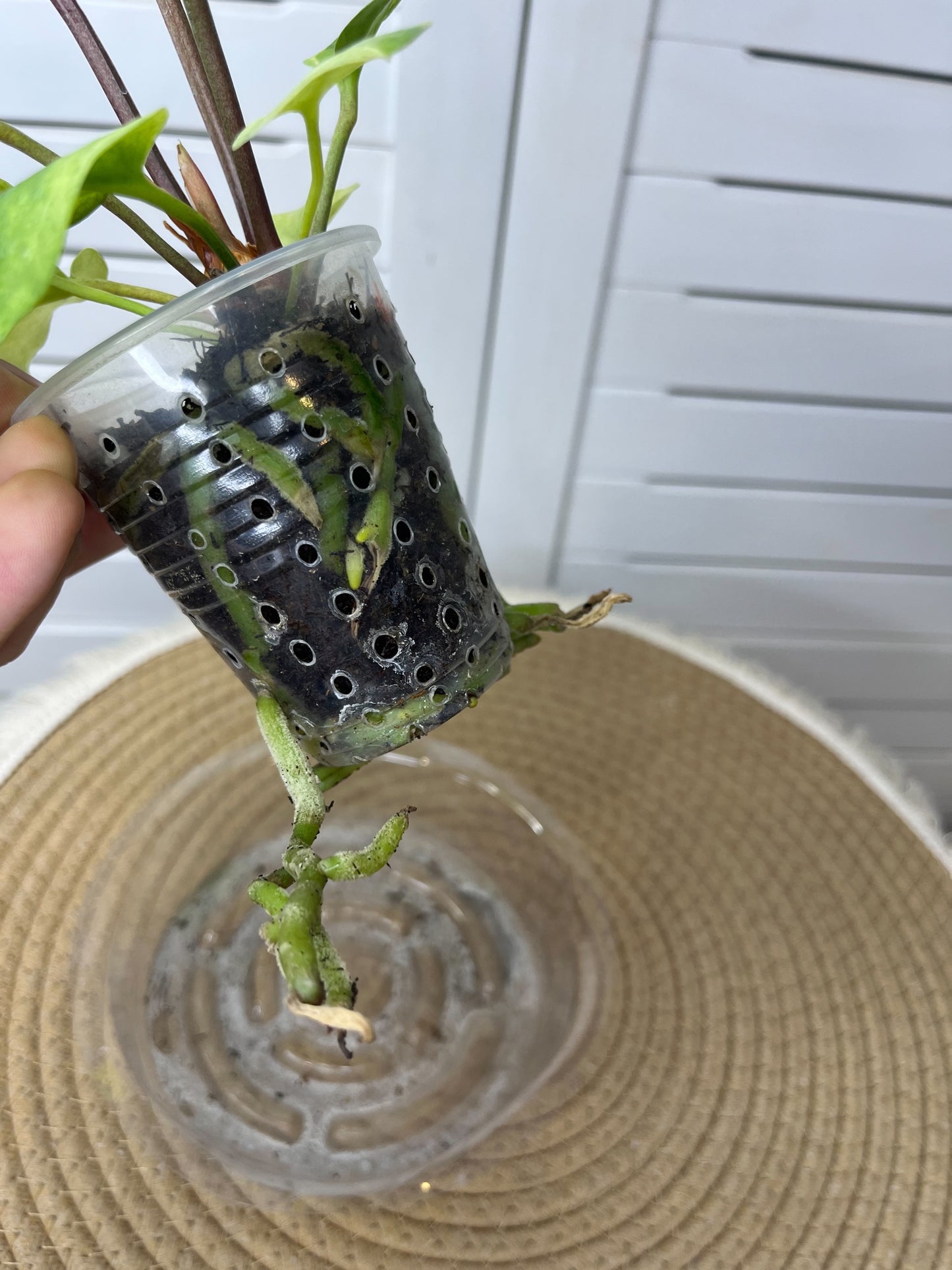 Anthurium Hookeri Variegated 13