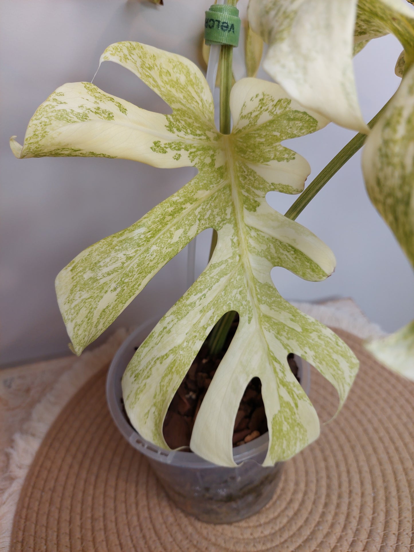 Monstera Mutation variegated 1