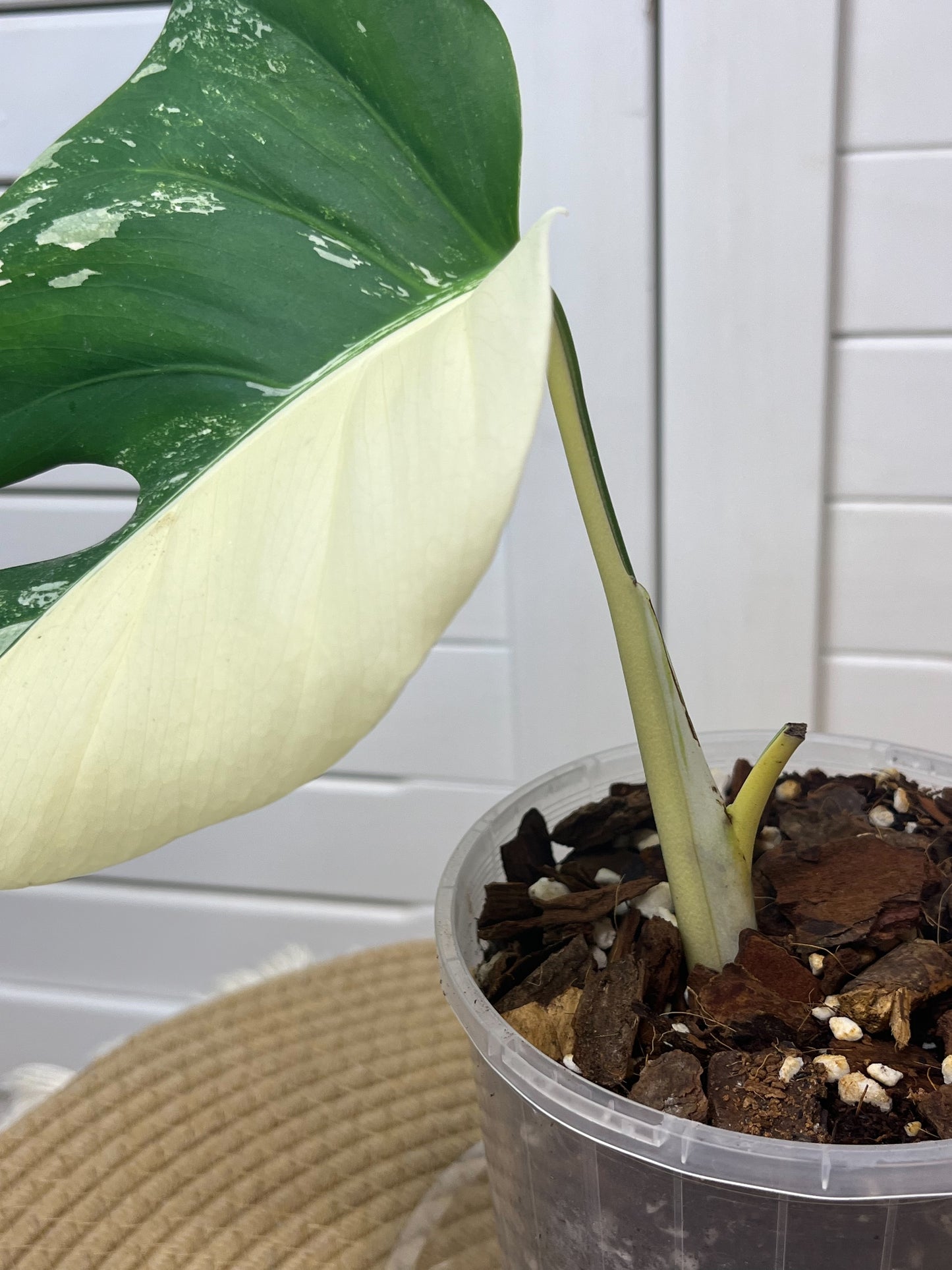 Monstera Borsigiana Albo Variegated 13