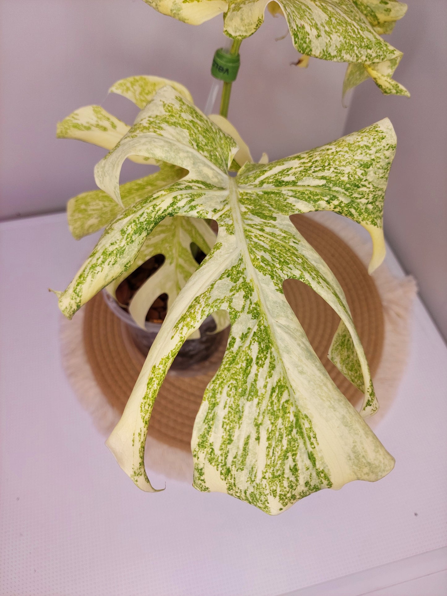 Monstera Mutation variegated 1