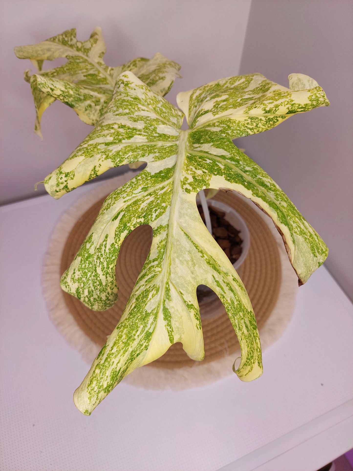 Monstera Mutation variegated 1