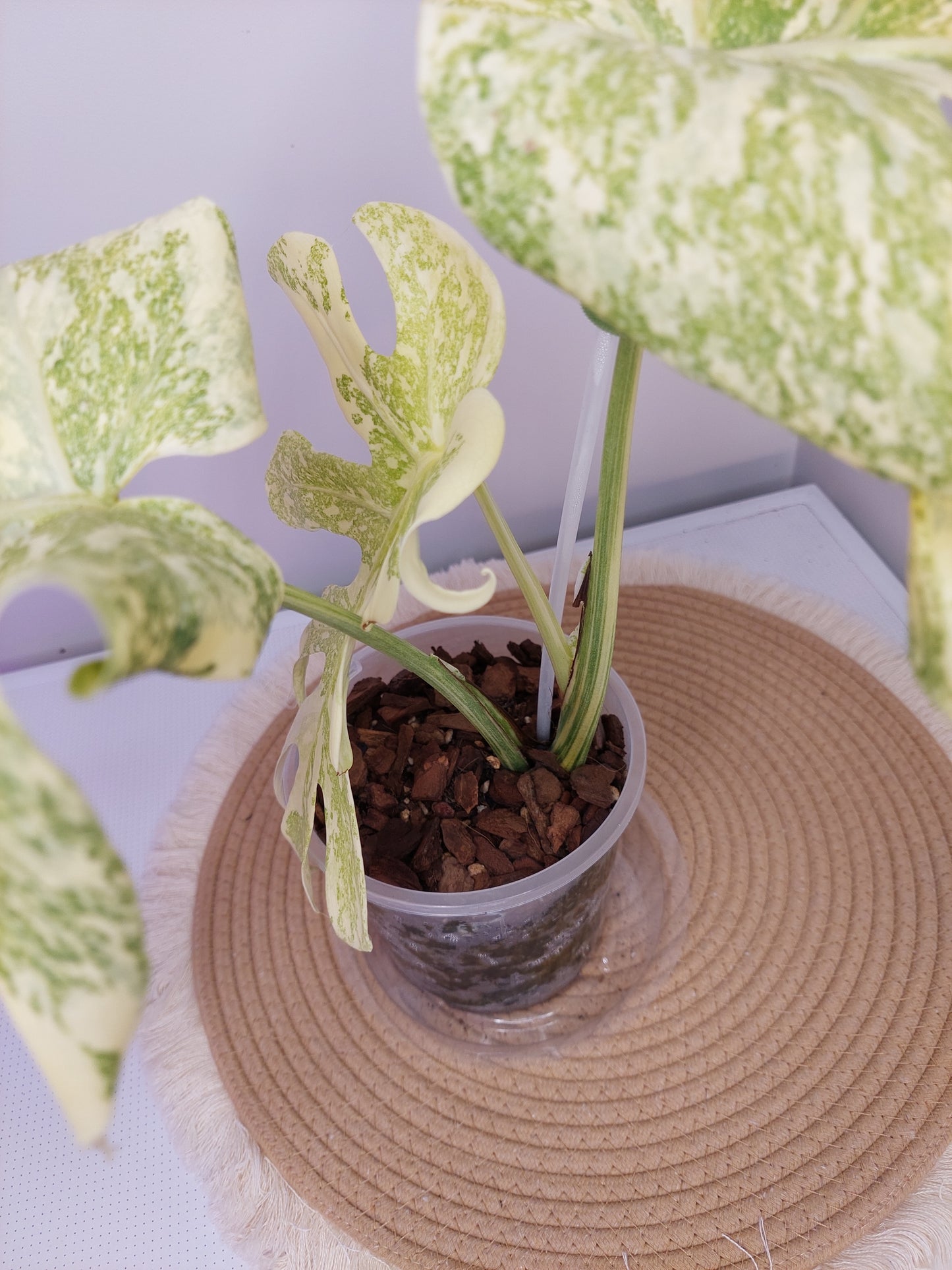 Monstera Mutation variegated 1