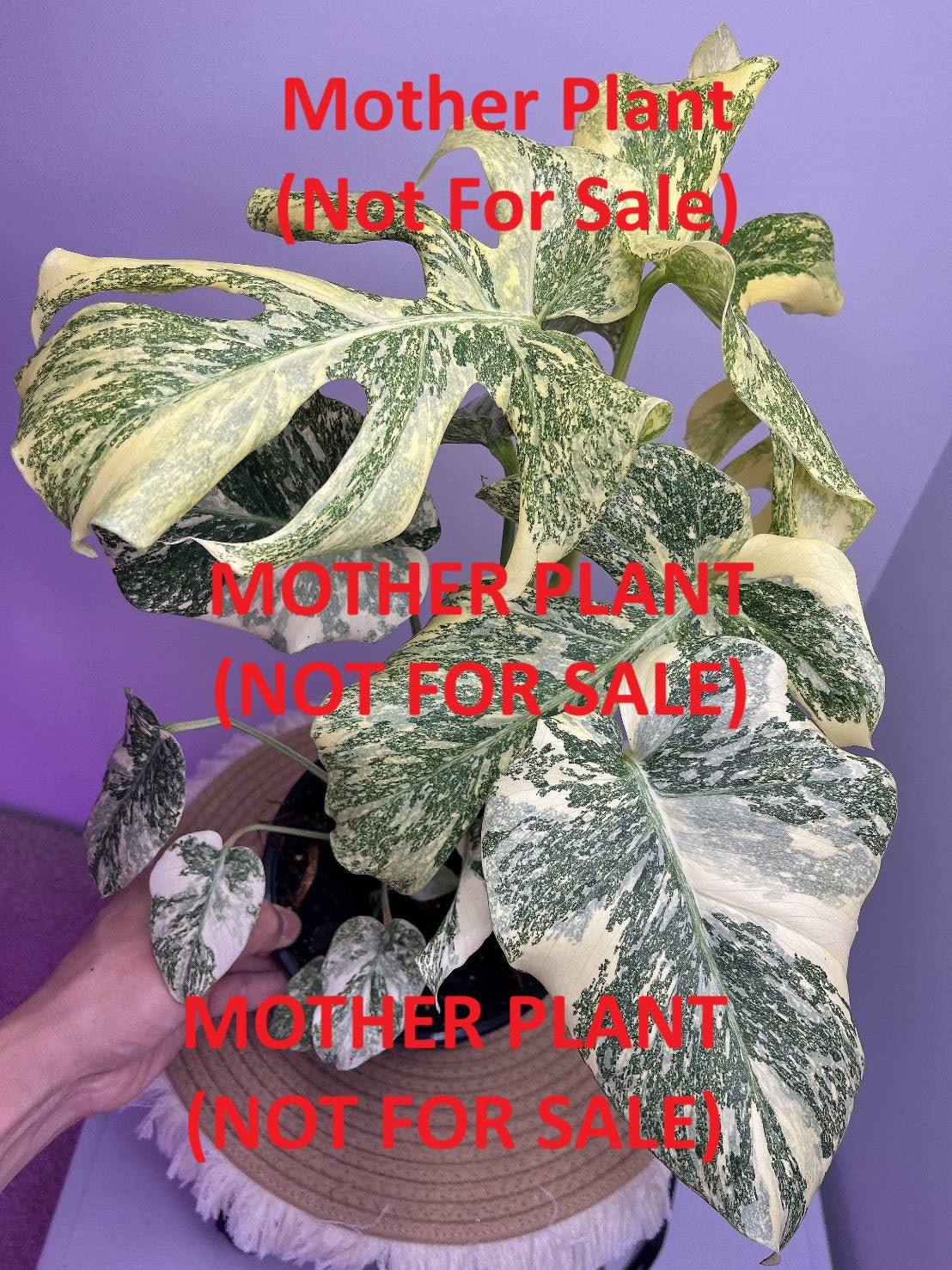 Monstera Mutation variegated 1