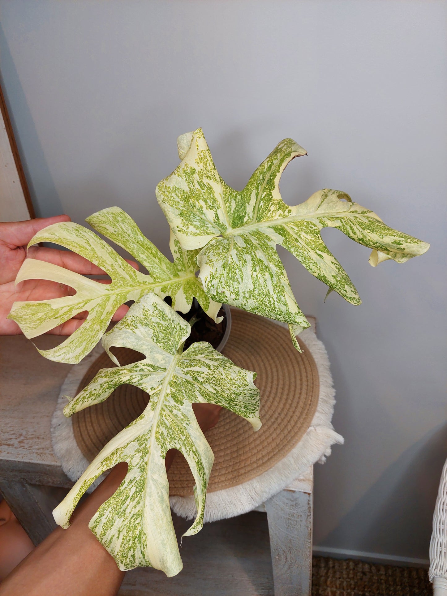 Monstera Mutation variegated 1