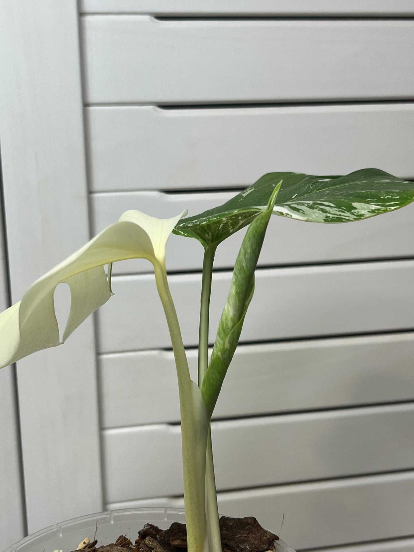Monstera Borsigiana Albo Variegated 14