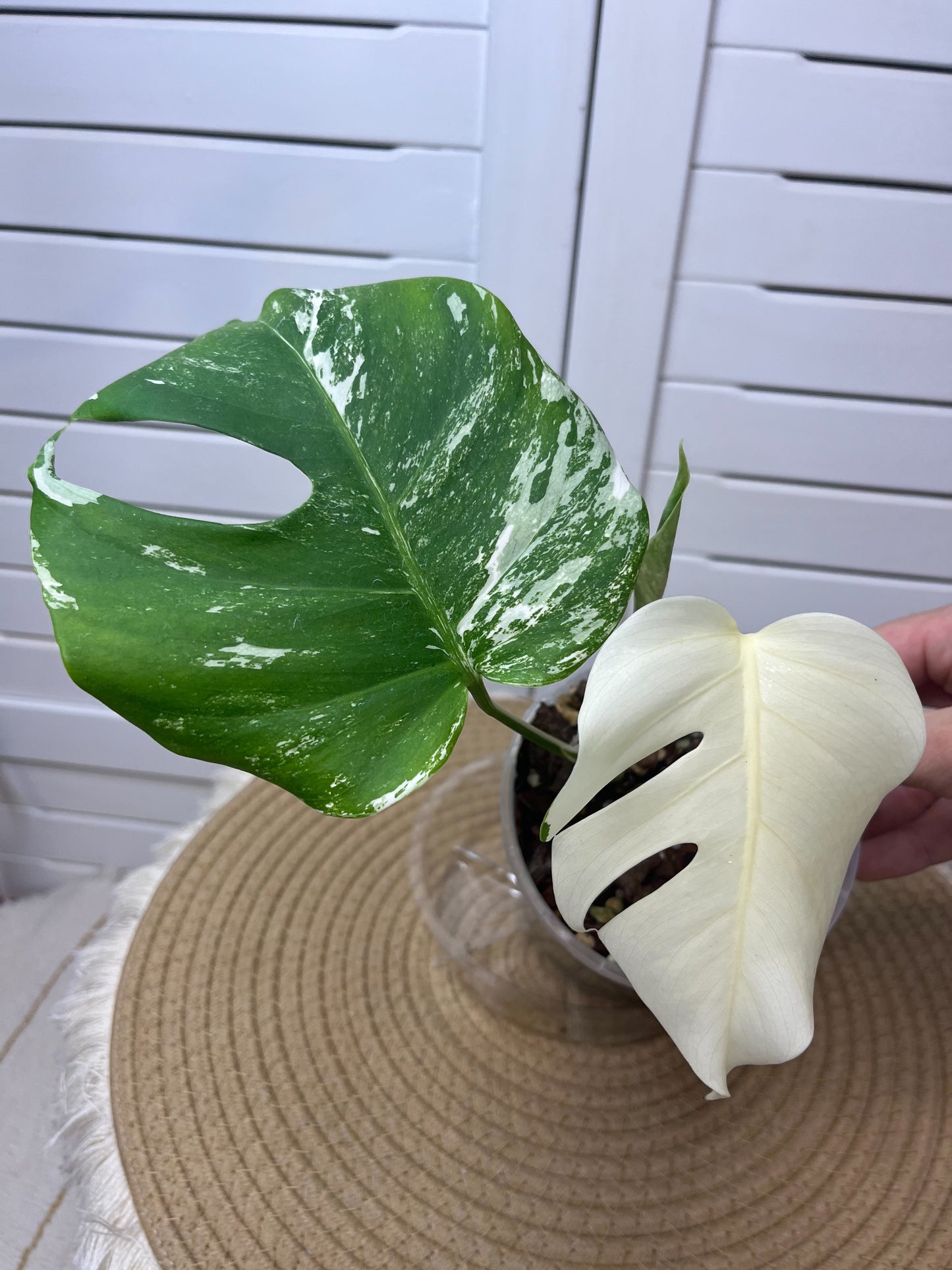 Monstera Borsigiana Albo Variegated 14