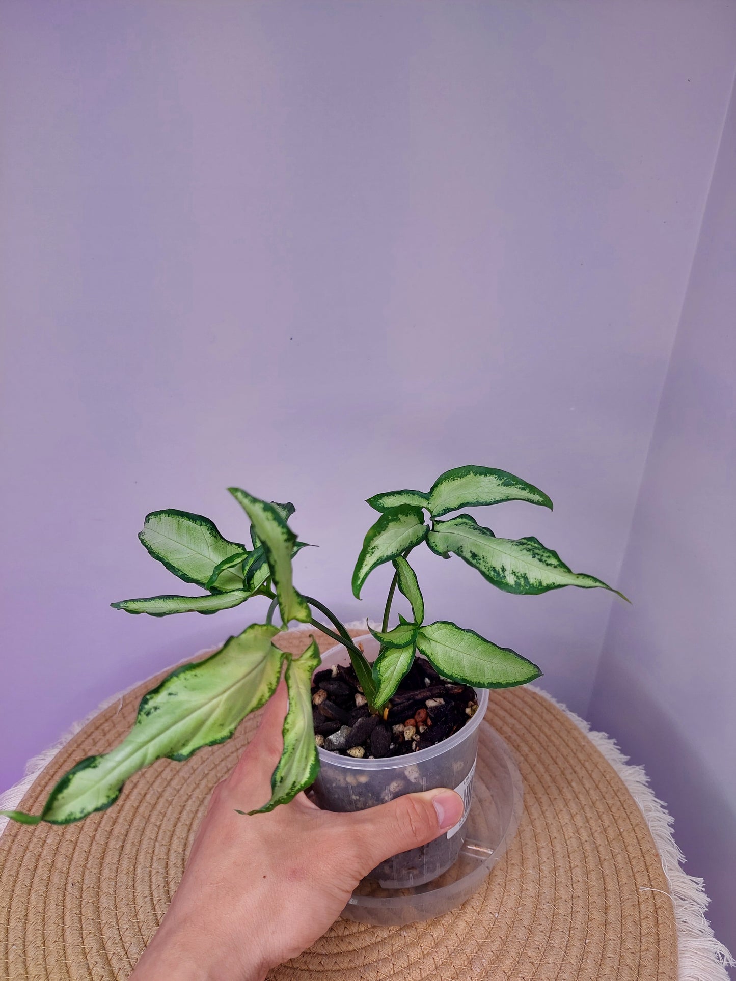 Syngonium Little Star 1