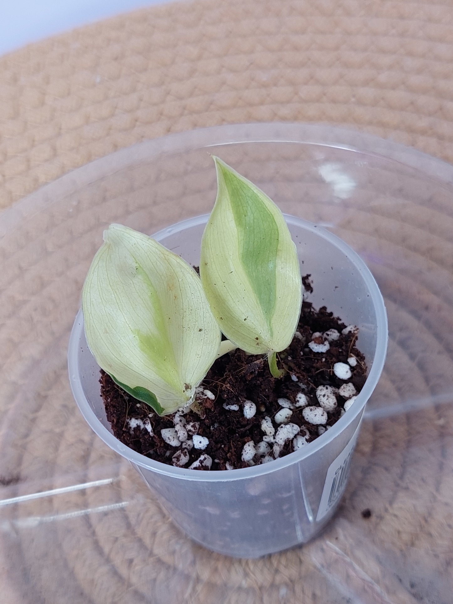 Philodendron Gabby 1