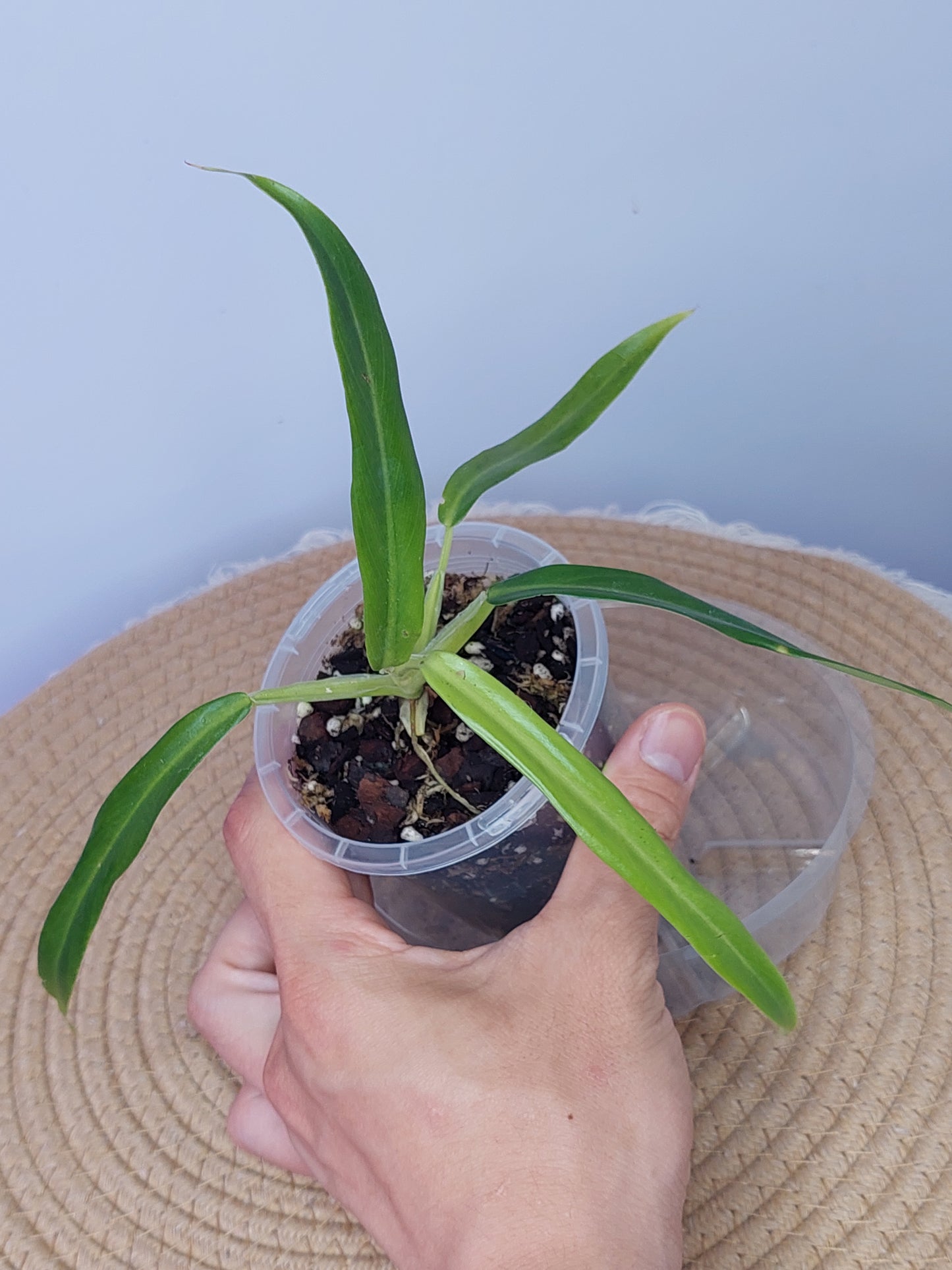 Philodendron Elegans 1