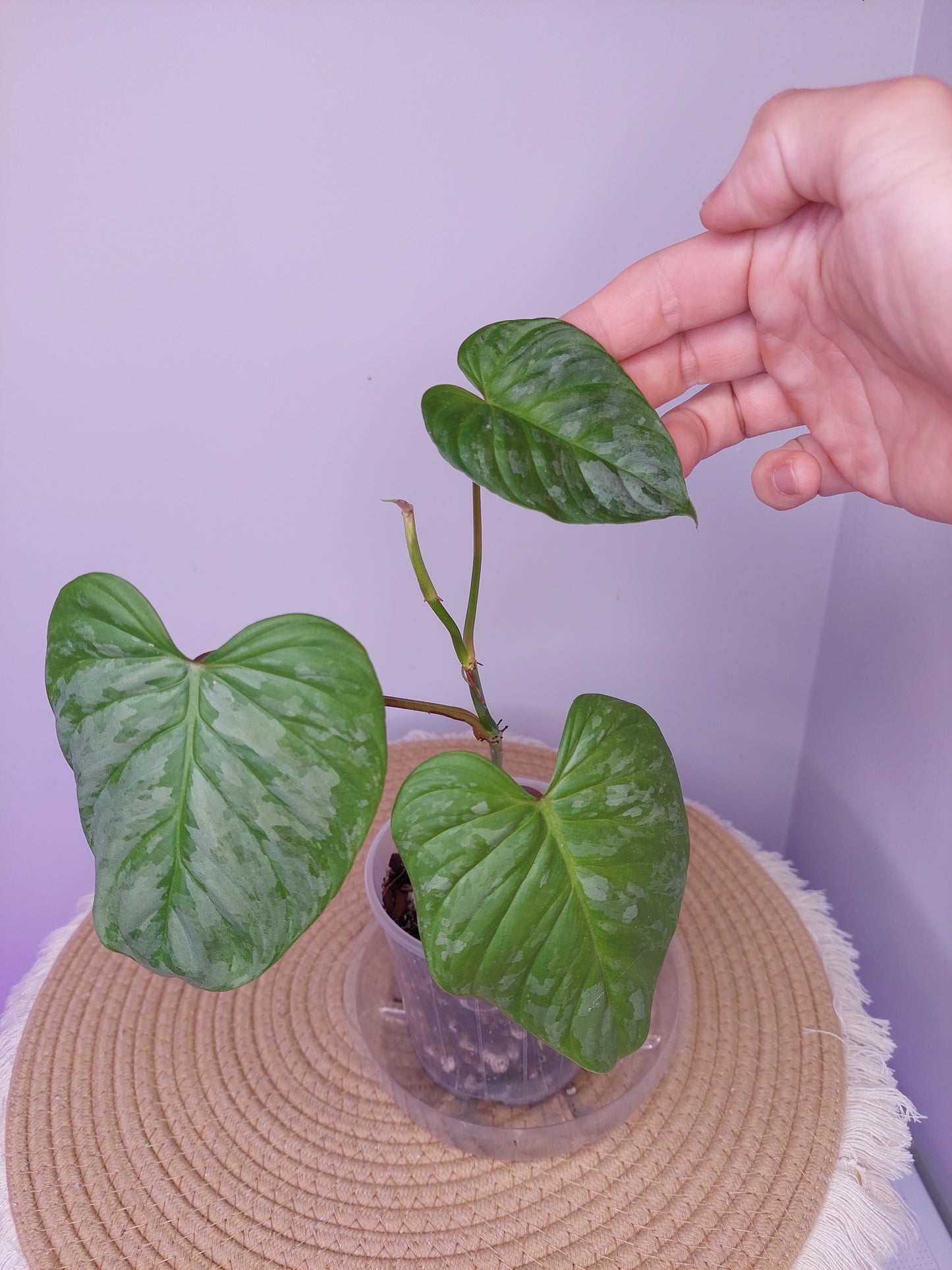 Philodendron Majestic 1